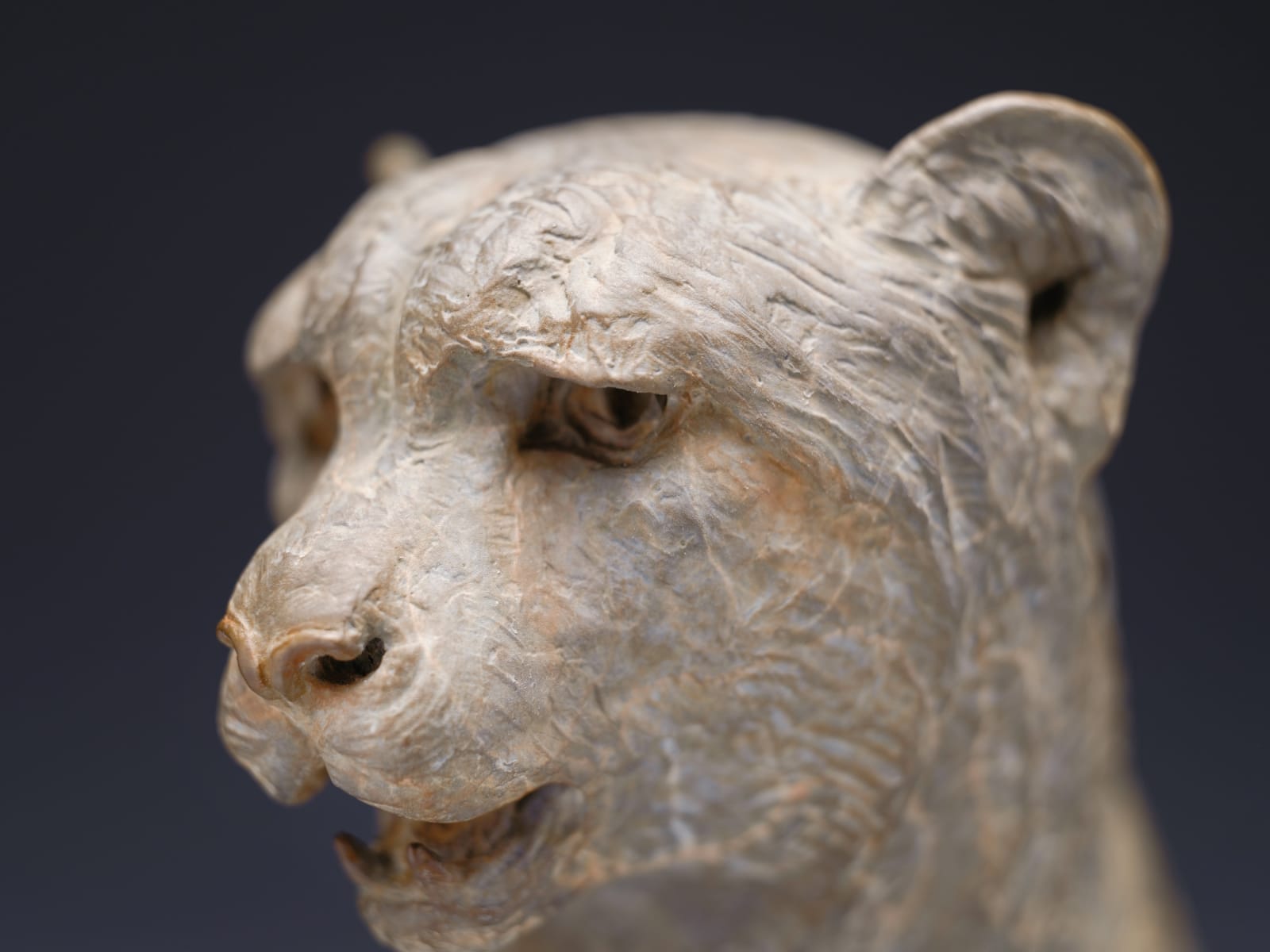 Richard MacDonald, Cheetah Bust, Atelier, 2024