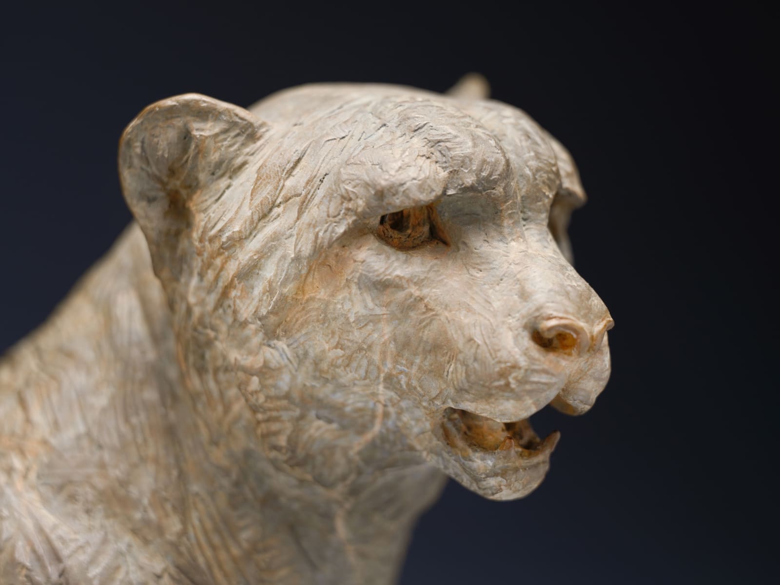 Richard MacDonald, Cheetah Bust, Atelier, 2024