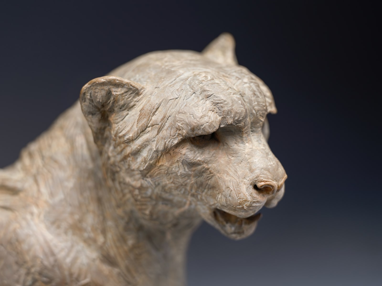 Richard MacDonald, Cheetah Bust, Atelier, 2024