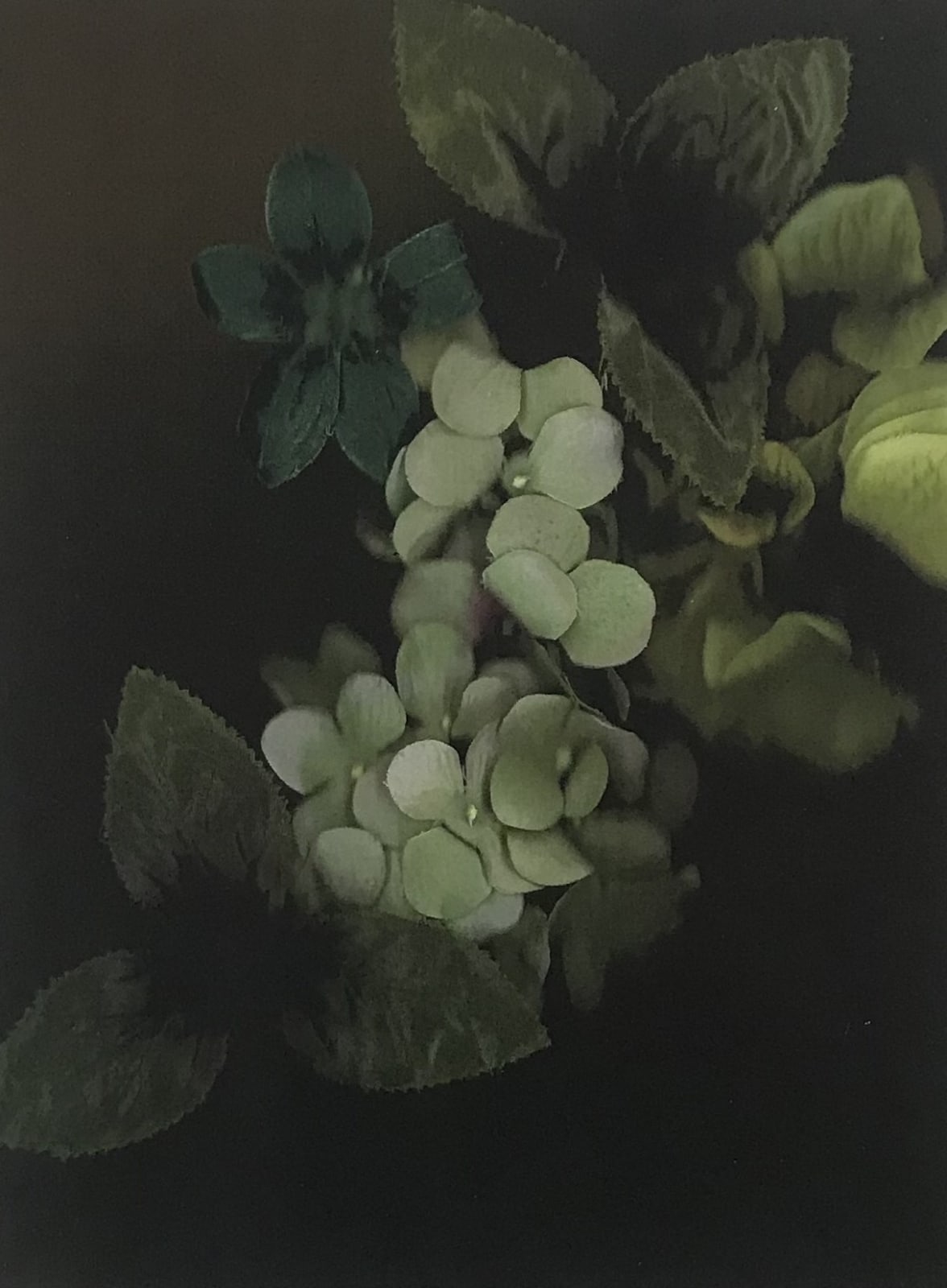 Elizabeth Hamilton, Spirits Portraits I, 2013