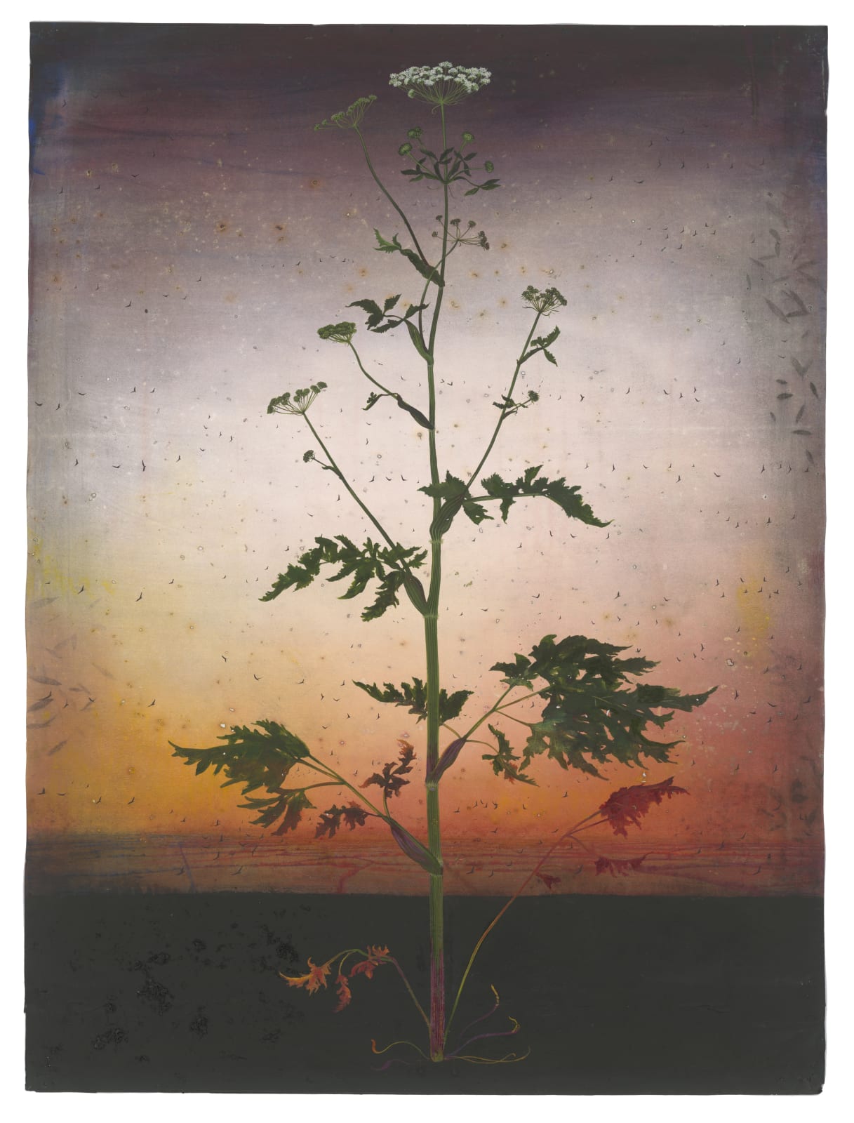 Michael Canning, This Descant, 2019 - 2022