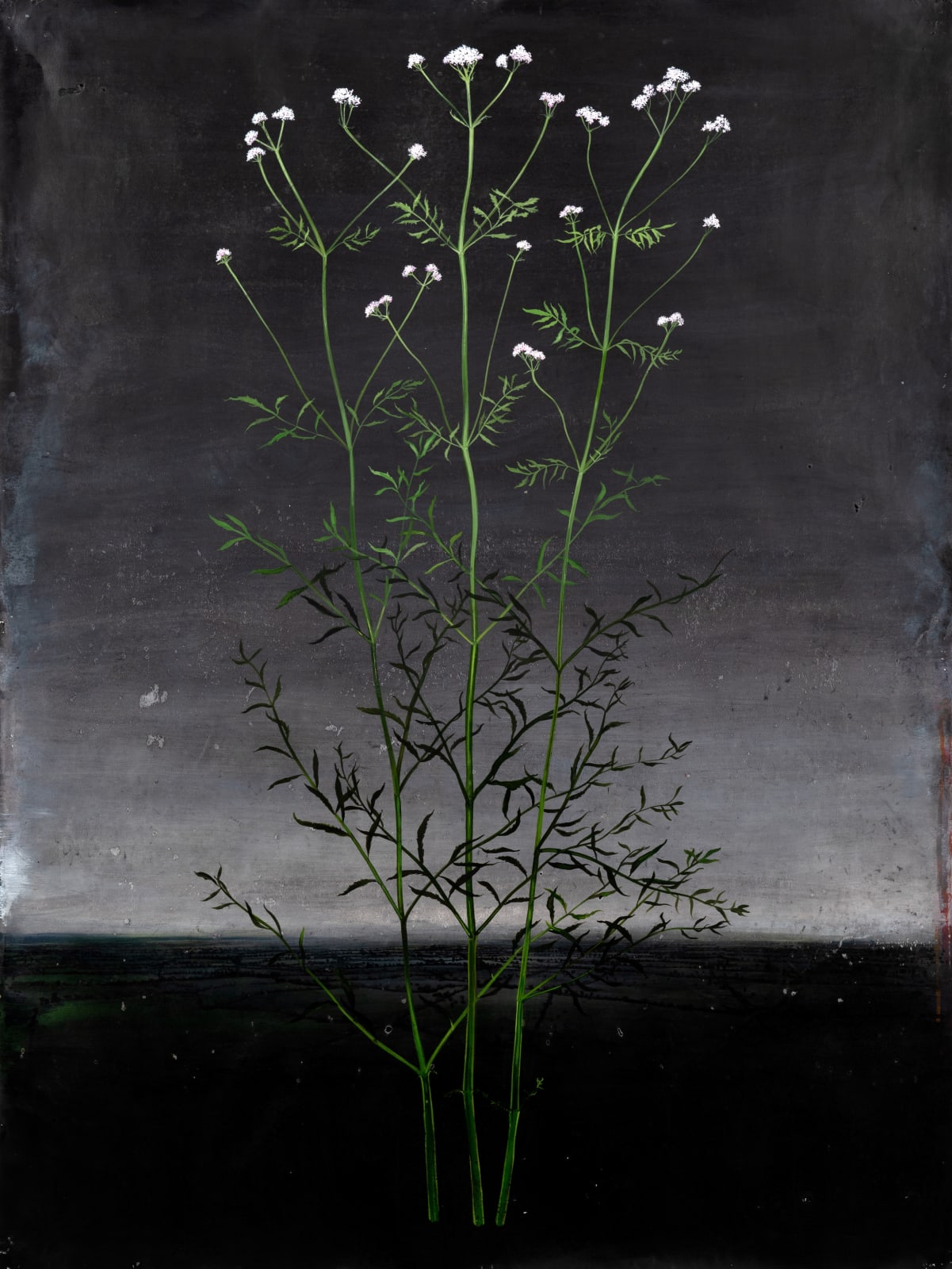 Michael Canning, Penumbra, 2016-2020
