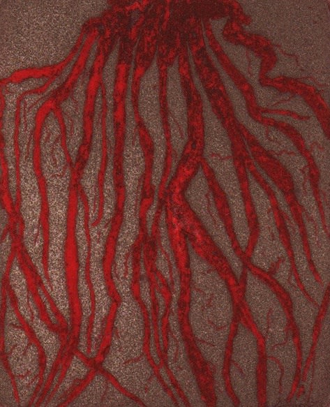 Rachelle Puryear, Deliciae Naturae (portfolio of 10 prints), 1977