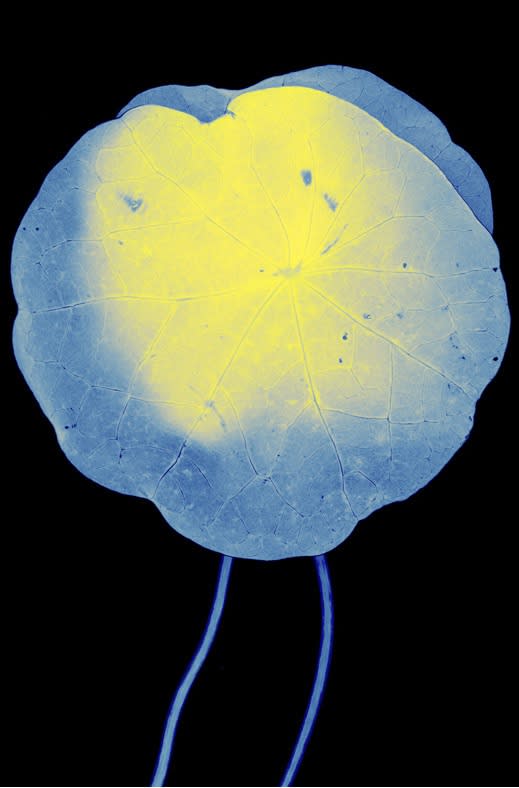 Suzanne Lafont, New Companion Species, Marie Curie, 2018-2019