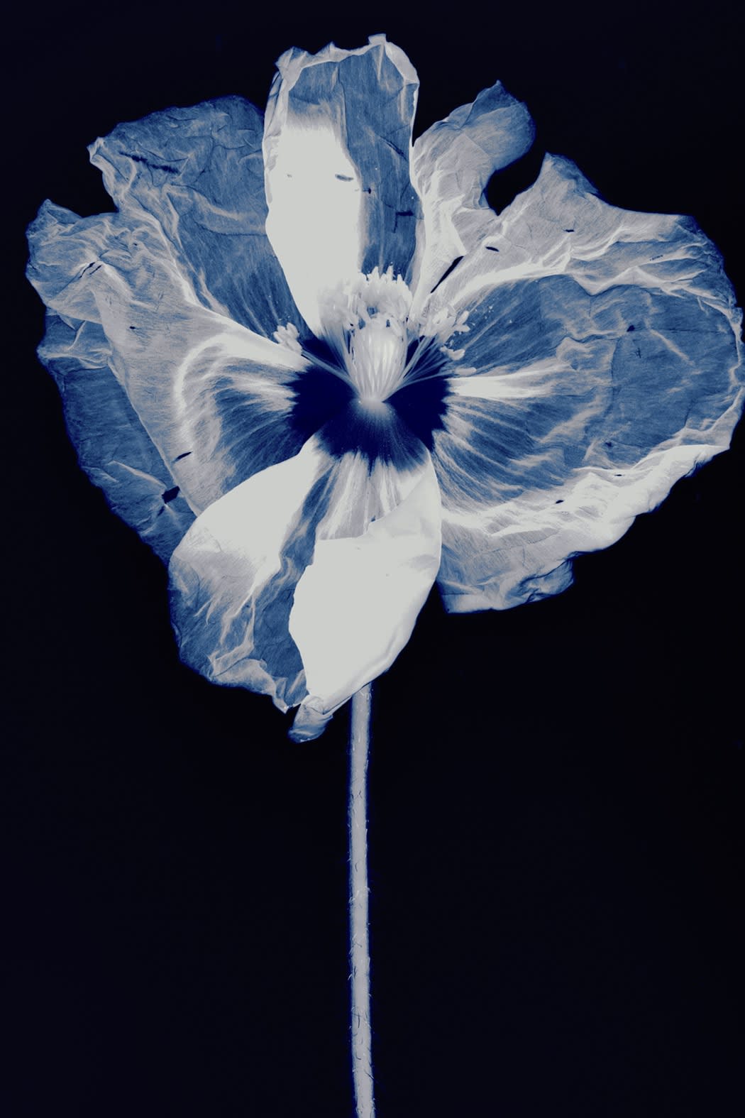 Suzanne Lafont, New Companion Species, Observatoire, 2018-2019