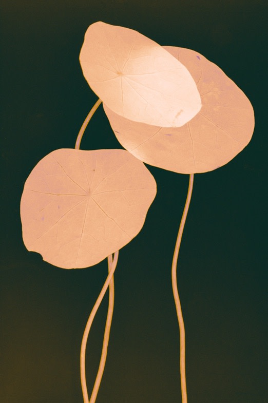 Suzanne Lafont, New Companion Species, Deux ponts, 2018-2019