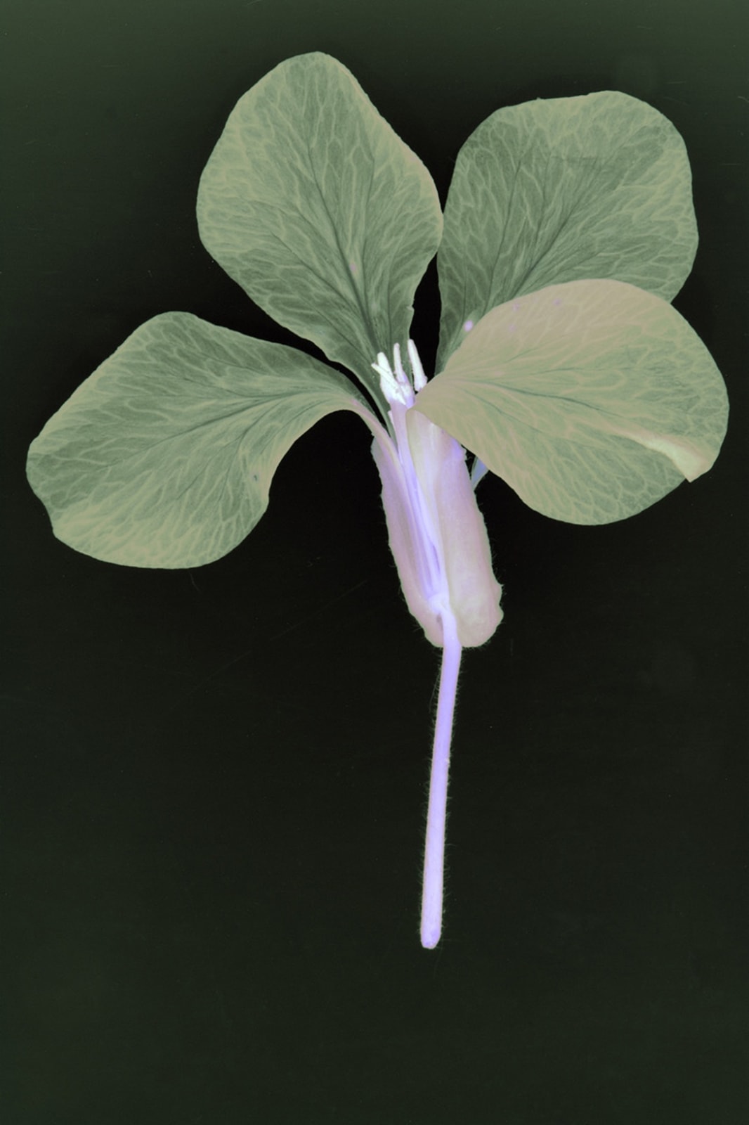 Suzanne Lafont, New Companion Species, Ariane, 2018-2019 Archival pigment print on cotton rag paper, 160 x 106,7 cm (unframed), 165 x 111,5 cm (framed) Edition of 3 Courtesy of the artist, Bordeaux Métropole & Erna Hecey Gallery