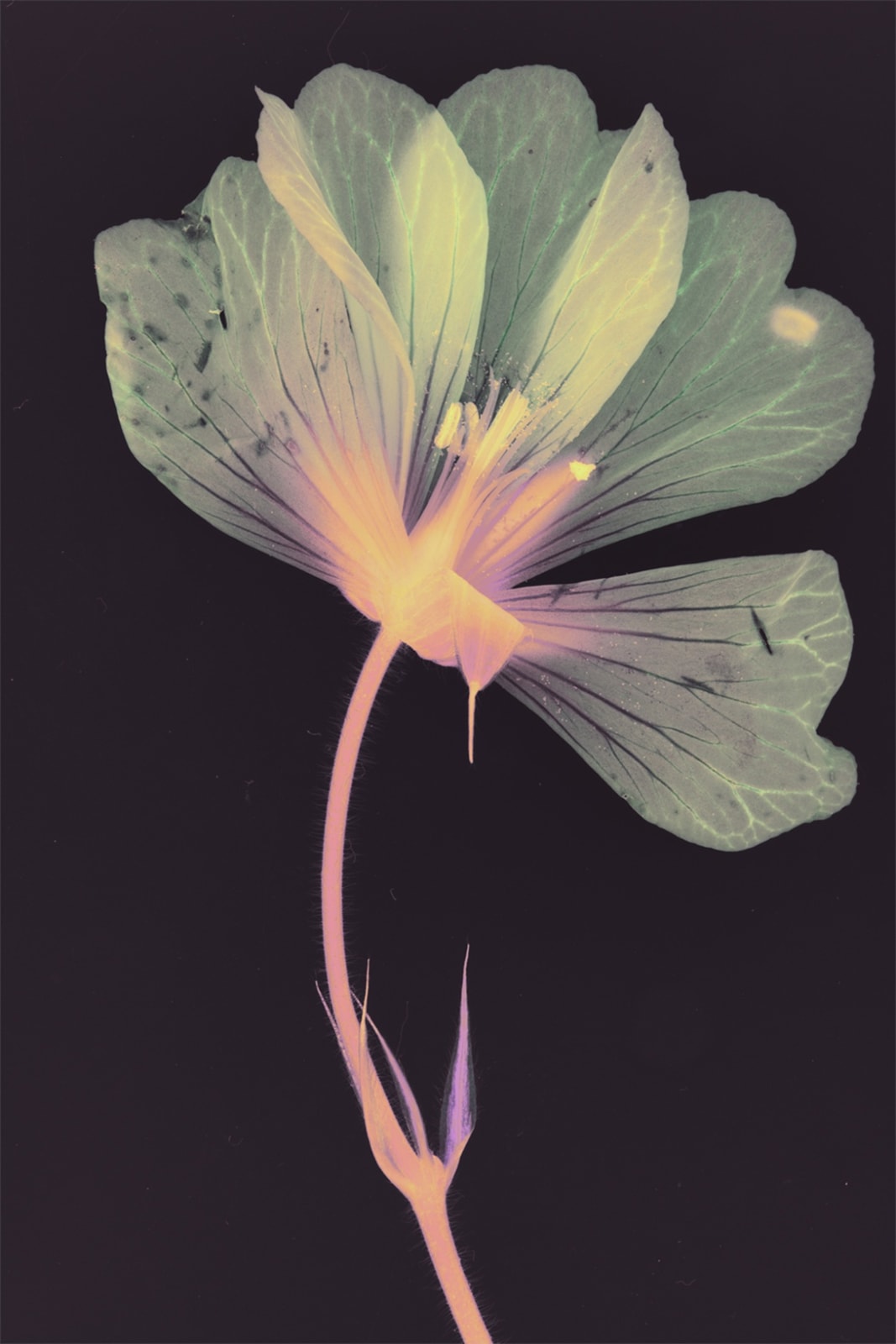 Suzanne Lafont, New Companion Species, Industrie, 2018-2019 Archival pigment print on cotton rag paper, 160 x 106,7 cm (unframed), 165 x 111,5 cm (framed) Edition of 3 Courtesy of the artist, Bordeaux Métropole & Erna Hecey Gallery