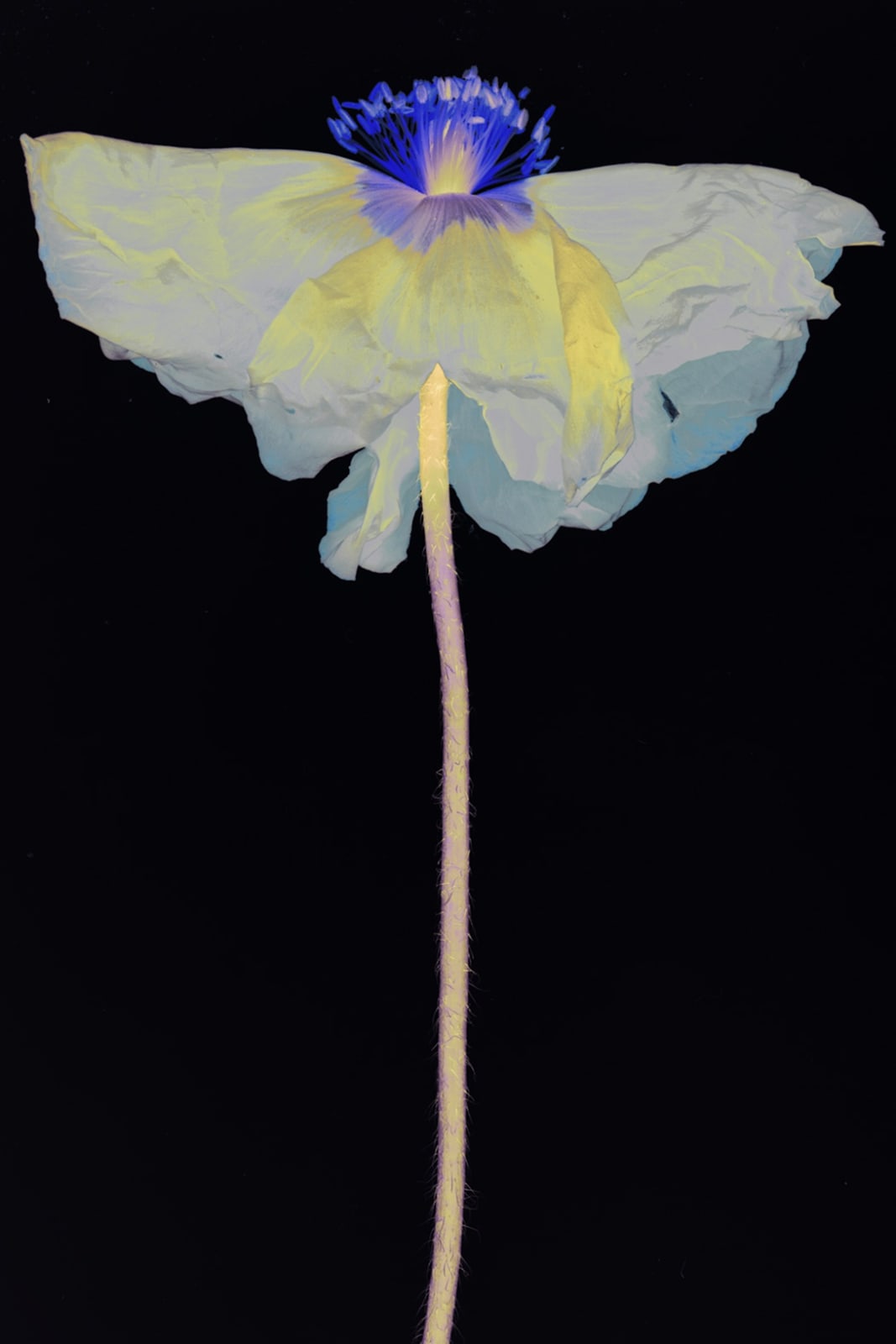 Suzanne Lafont, New Companion Species, Johannes Gutenberg, 2018-2019 Archival pigment print on cotton rag paper, 160 x 106,7 cm (unframed), 165 x 111,5 cm (framed) Edition of 3 Courtesy of the artist, Bordeaux Métropole & Erna Hecey Gallery