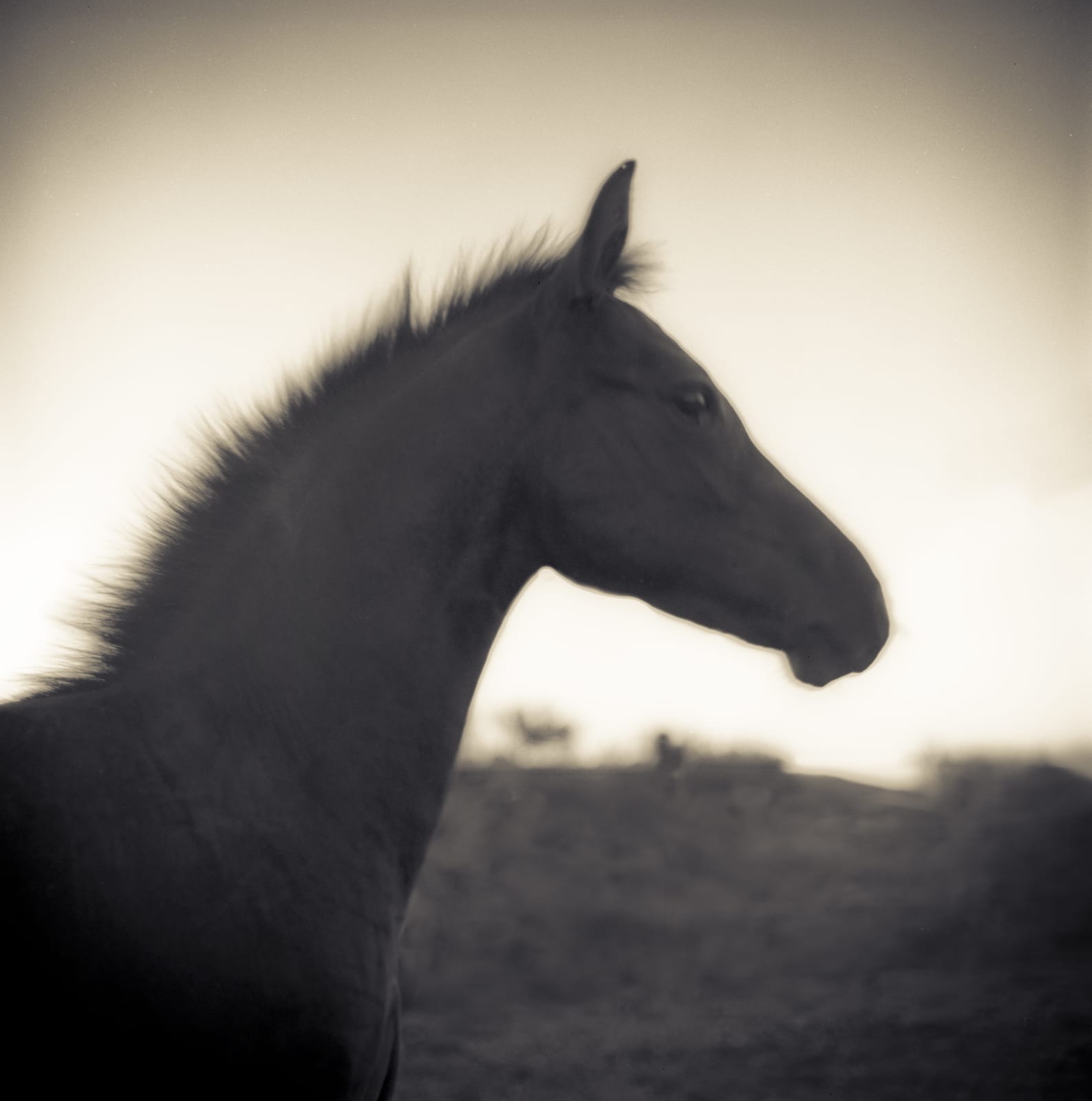 Kate Breakey, The Colt, n.d.