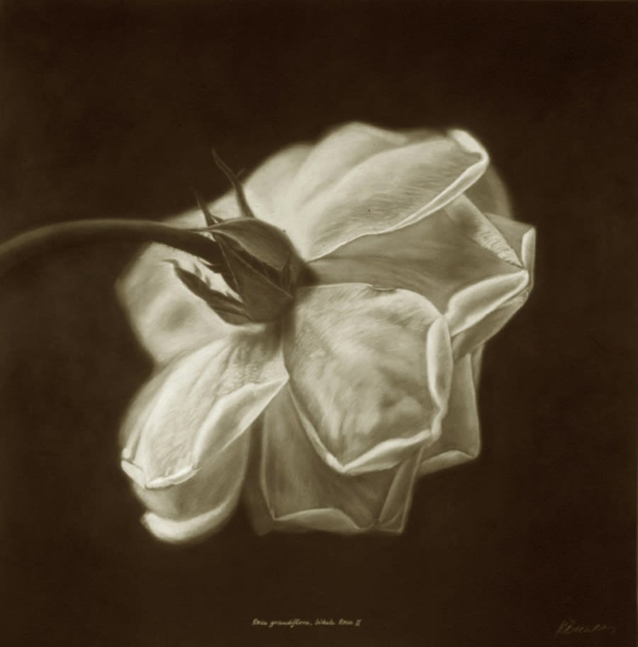 Kate Breakey, Rose II, n.d.
