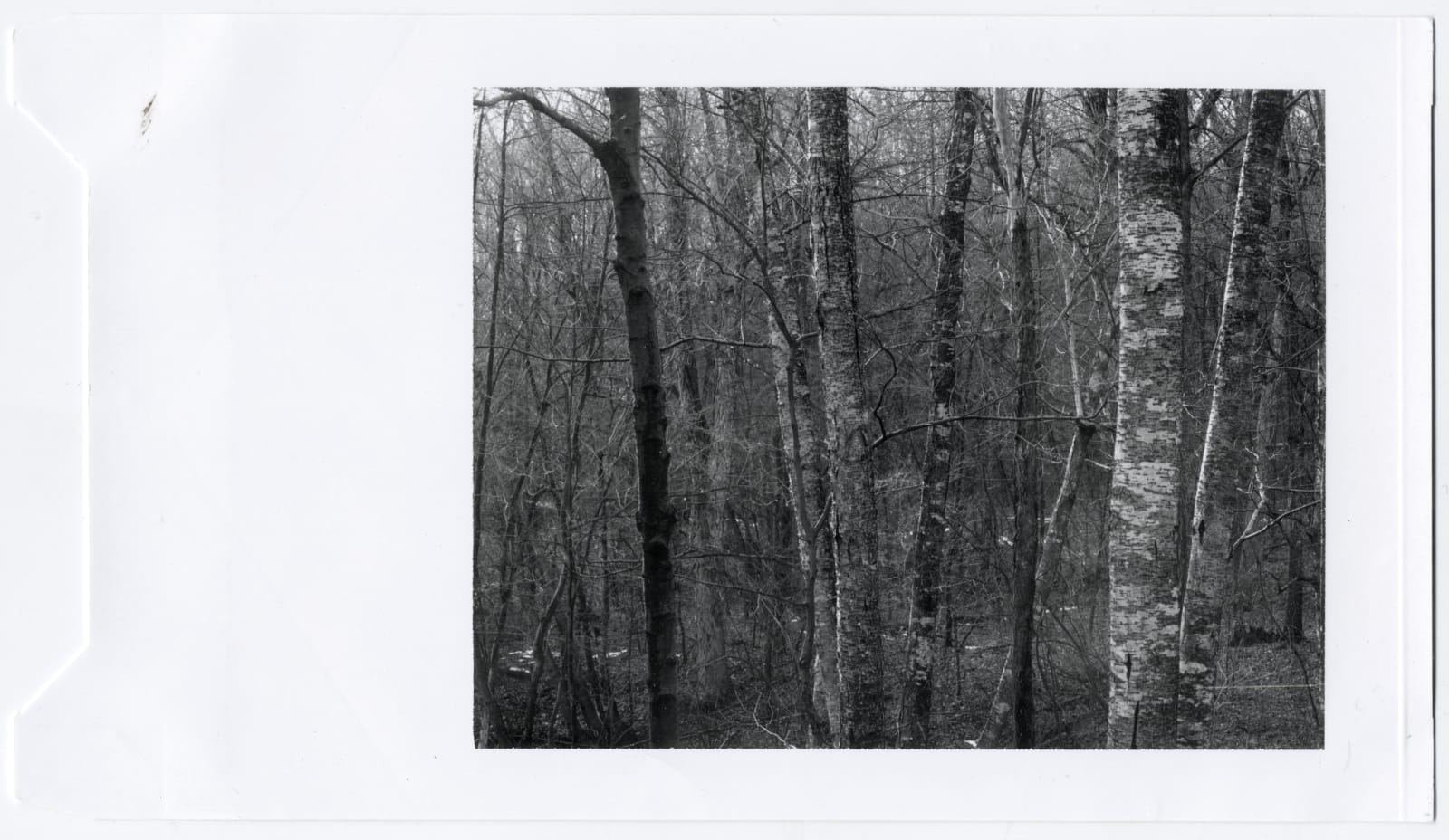 Paul Caponigro, Untitled (Dense Forest View/ muted light), c. 1965