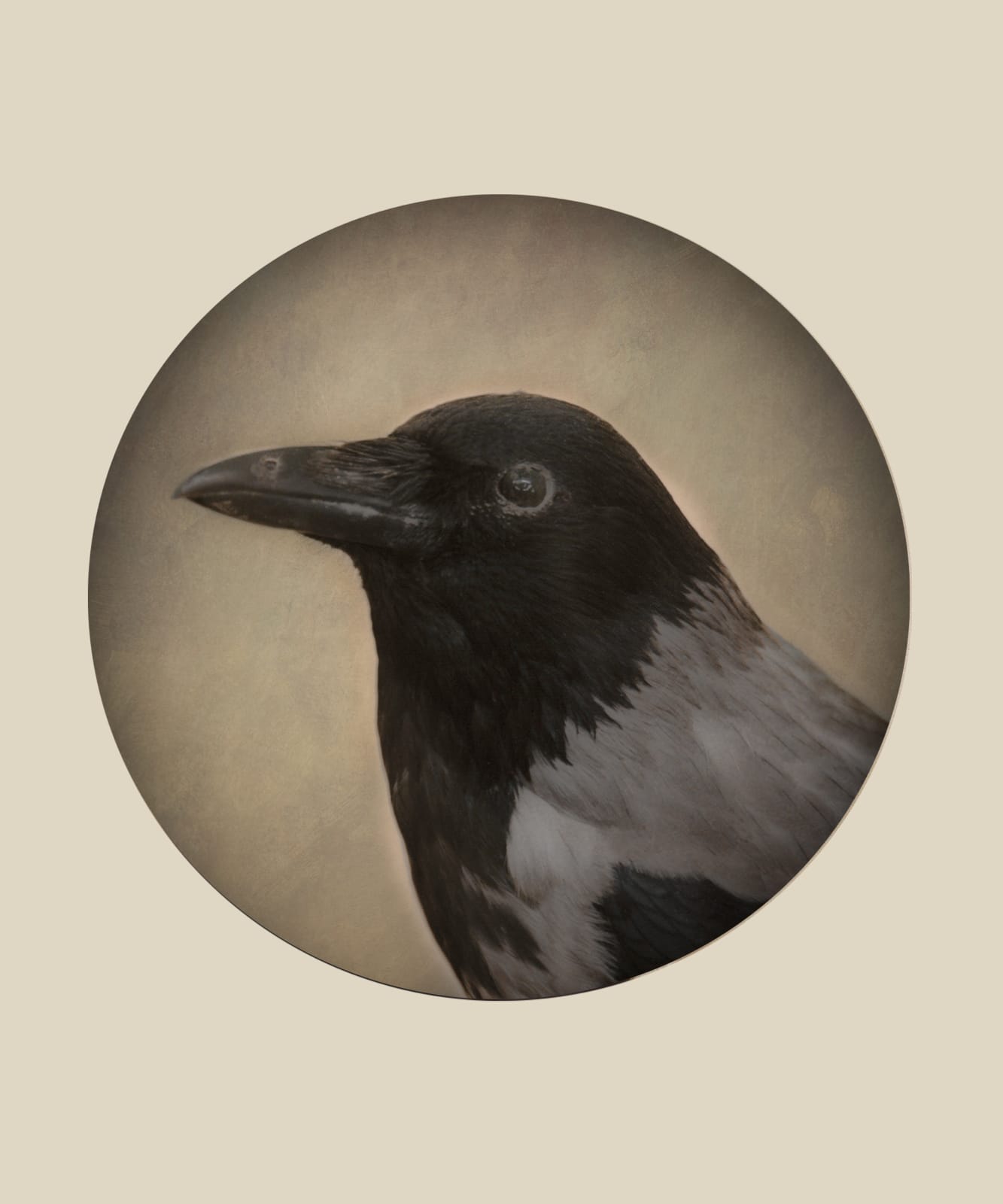 Kate Breakey, Magpie, n.d.