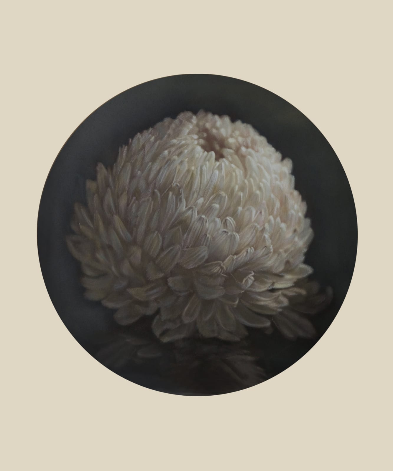 Kate Breakey, Chrysanthemum, n.d.