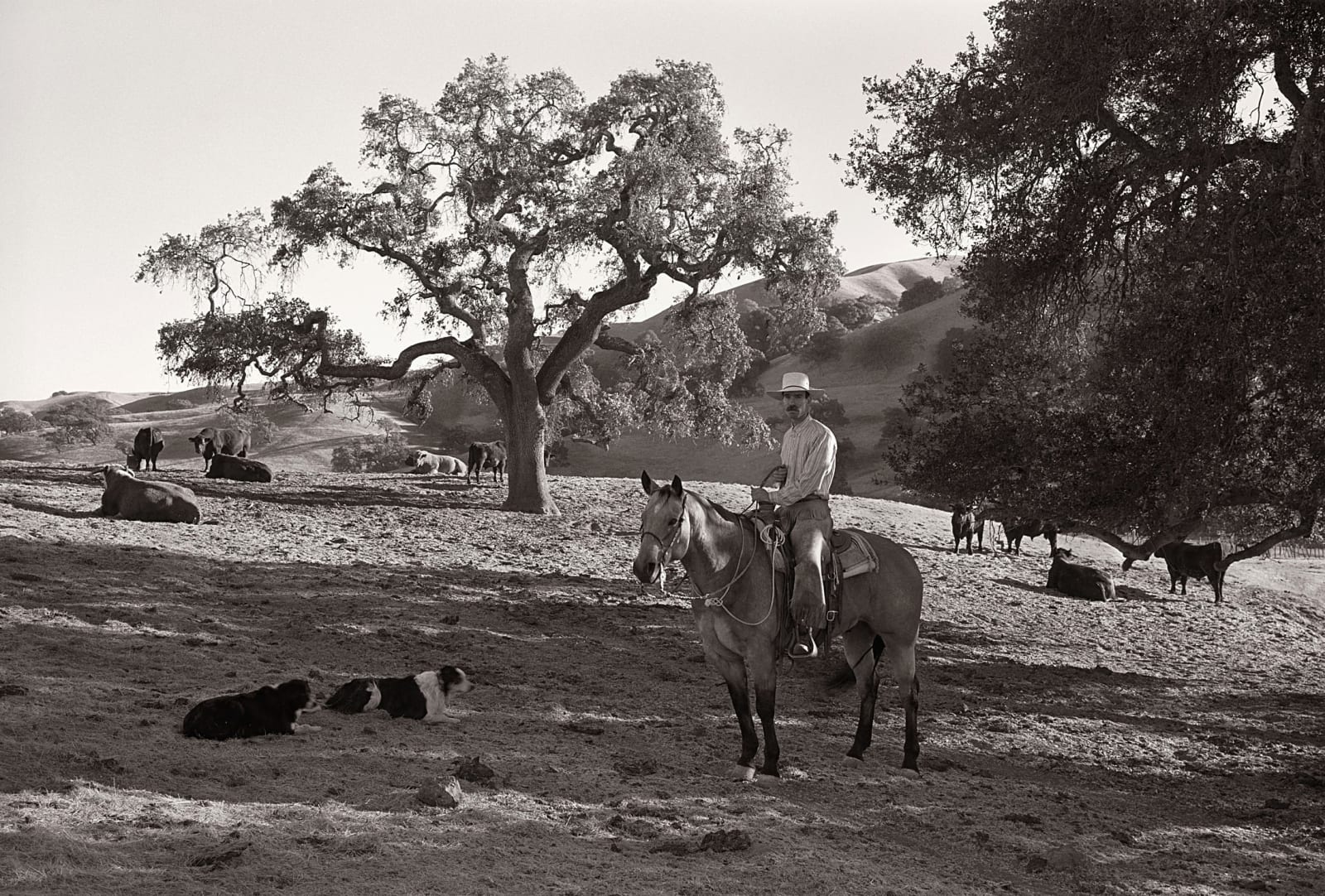 Jay Dusard, Justin Fields, Fields Cattle Co., California, 2002