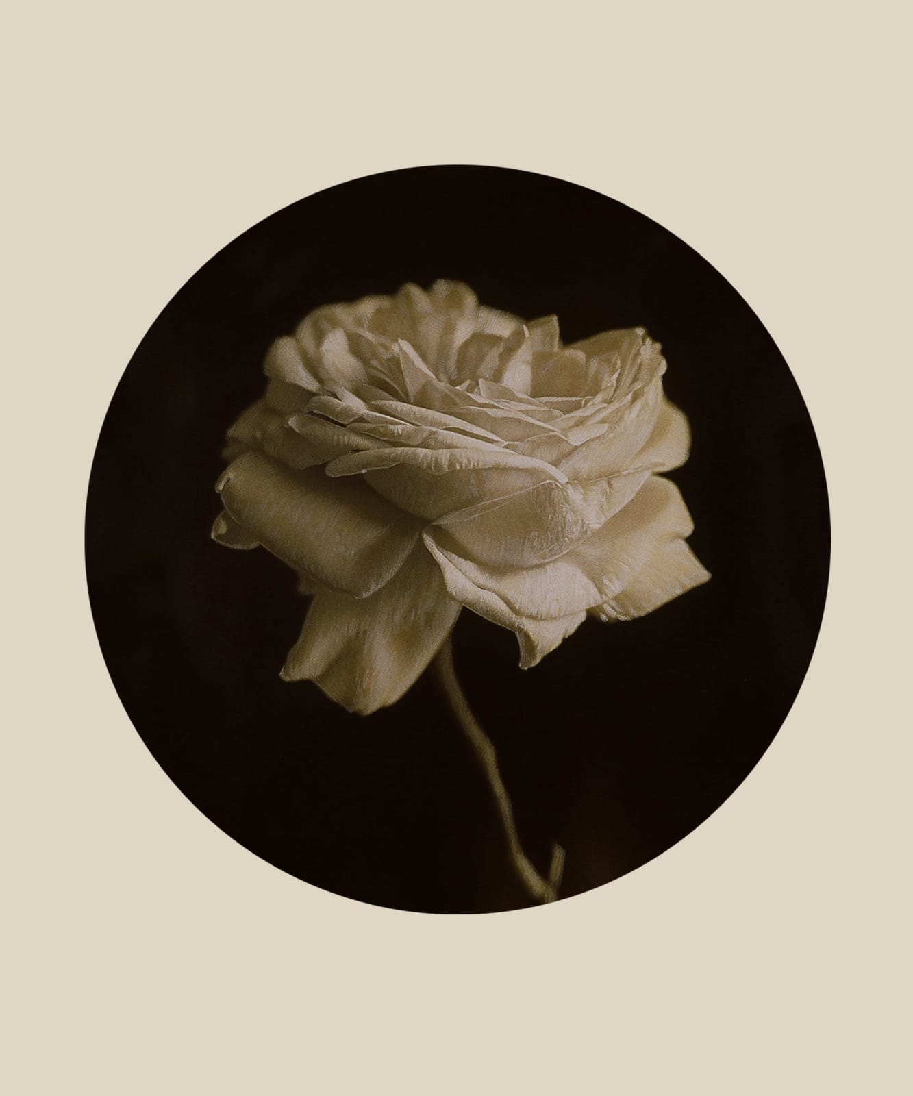Kate Breakey, Rose, n.d.