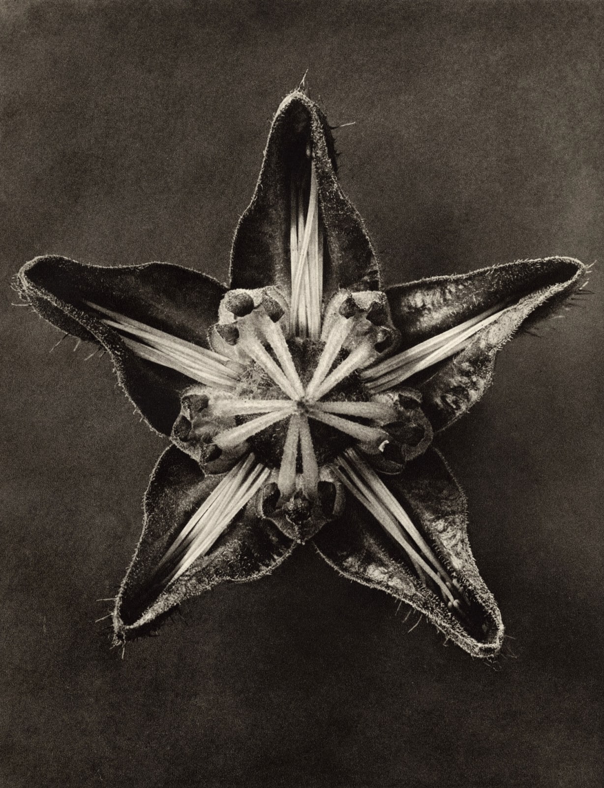 Karl Blossfeldt, Plate 56- Cajophora lateritia (Loasacae), 1932