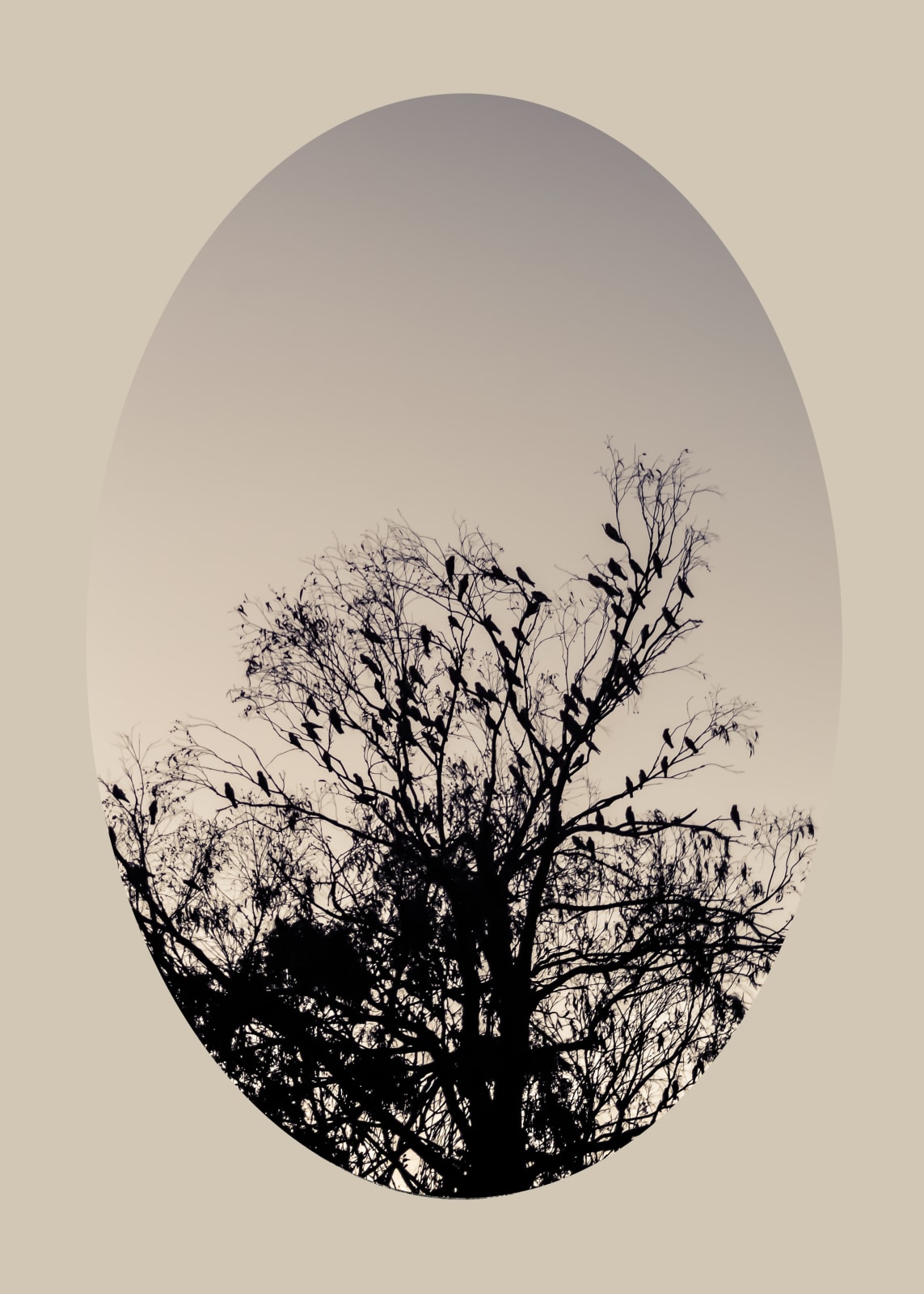 Kate Breakey, Galah in Tree, Pt. Lincoln, South Australia, n.d.