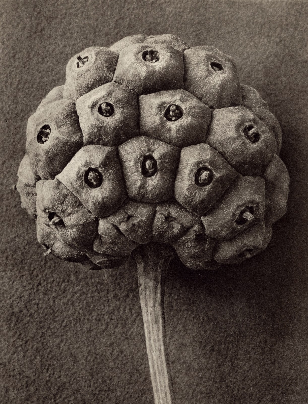 Karl Blossfeldt, Plate 96- Cornus kousa, 1932
