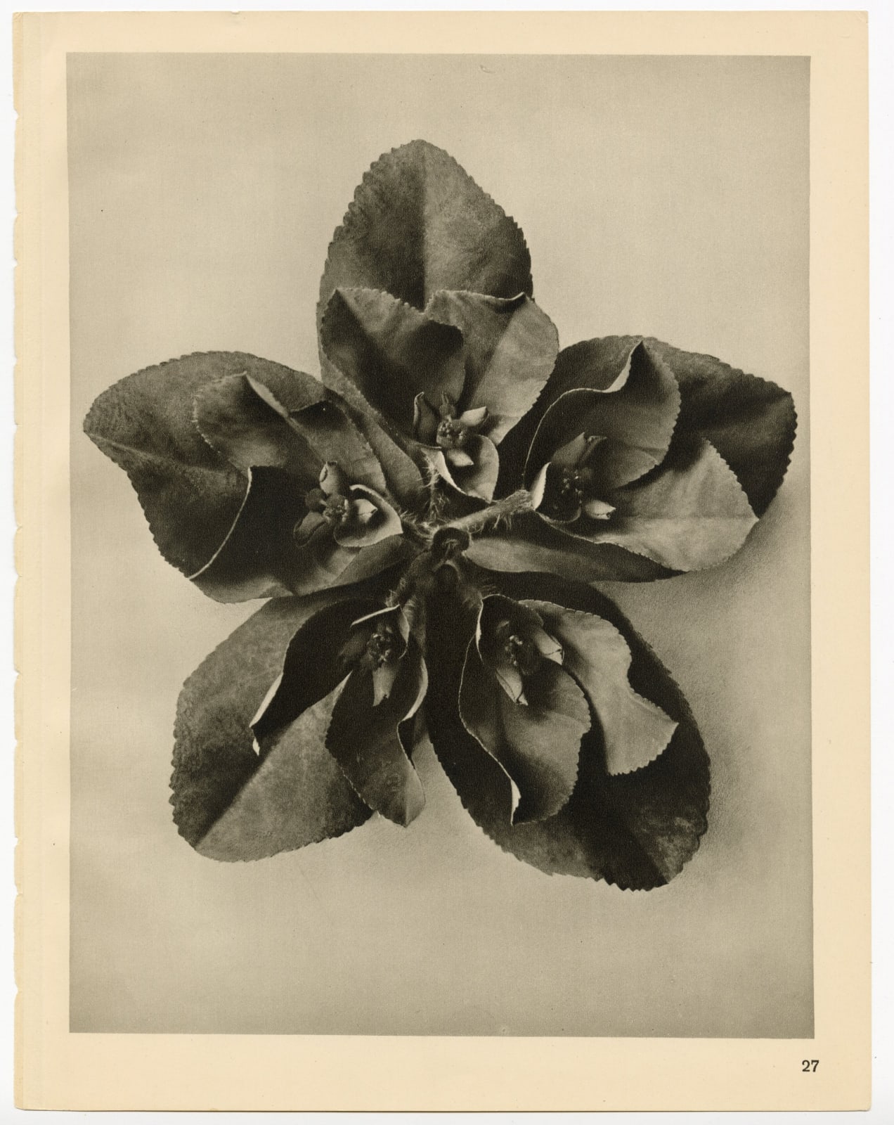 Karl Blossfeldt, Plate 27, 1932