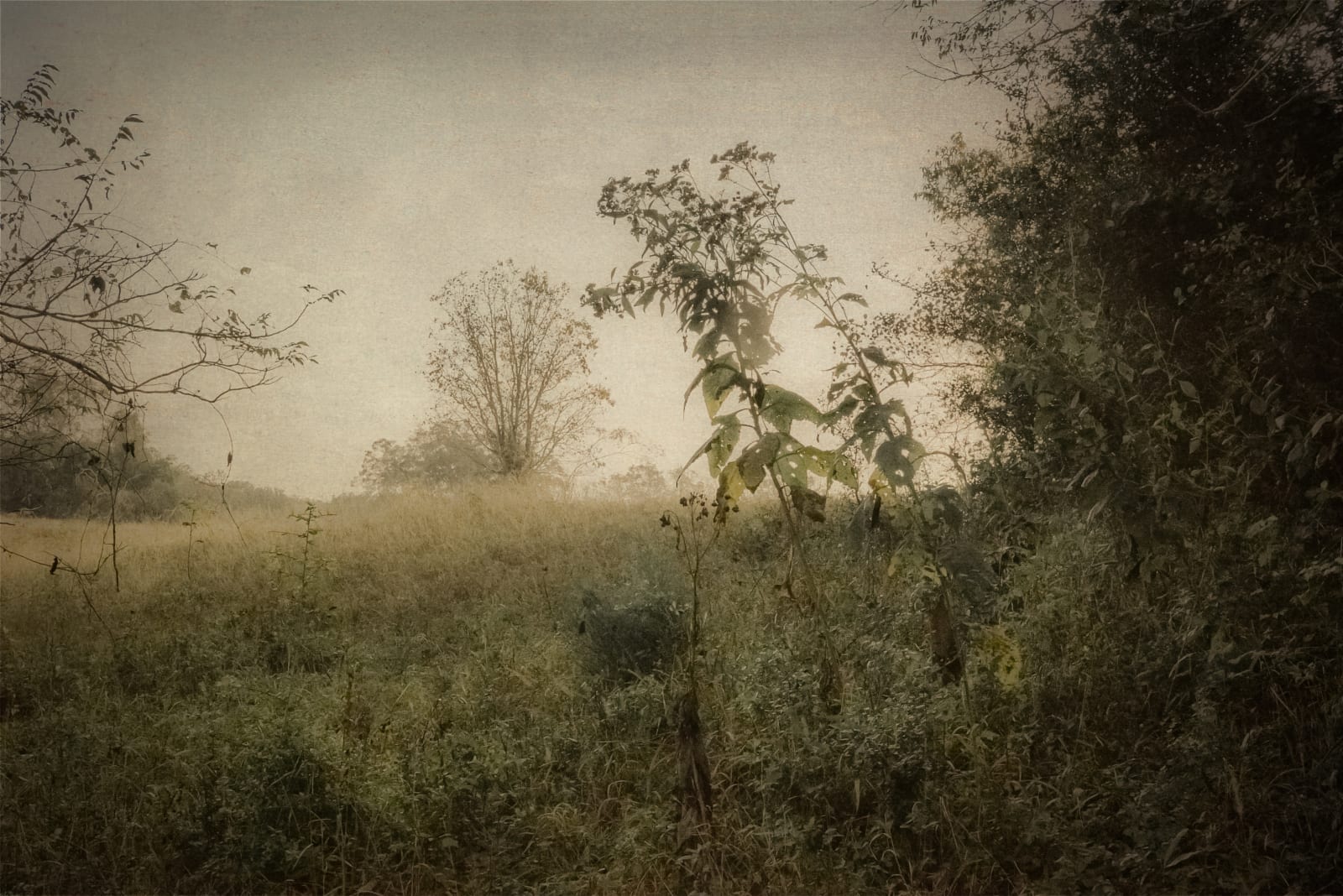Kate Breakey, Field, Plum Creek, Texas, n.d.
