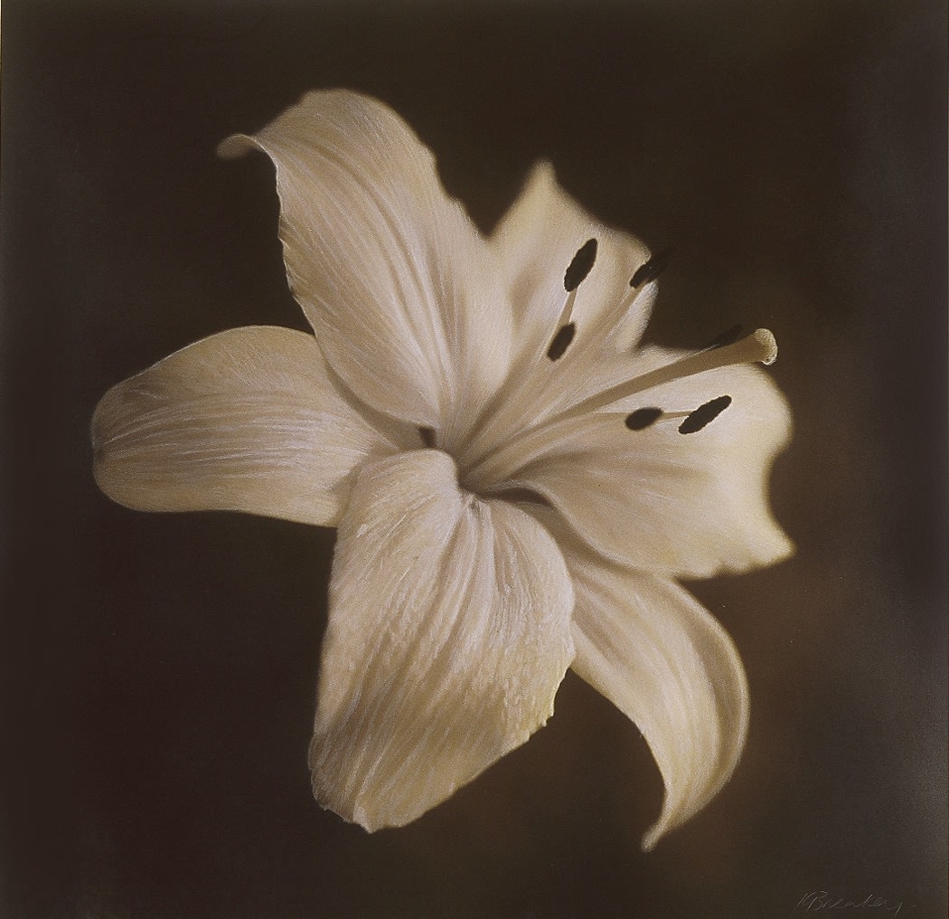Kate Breakey, Daylily, n.d.