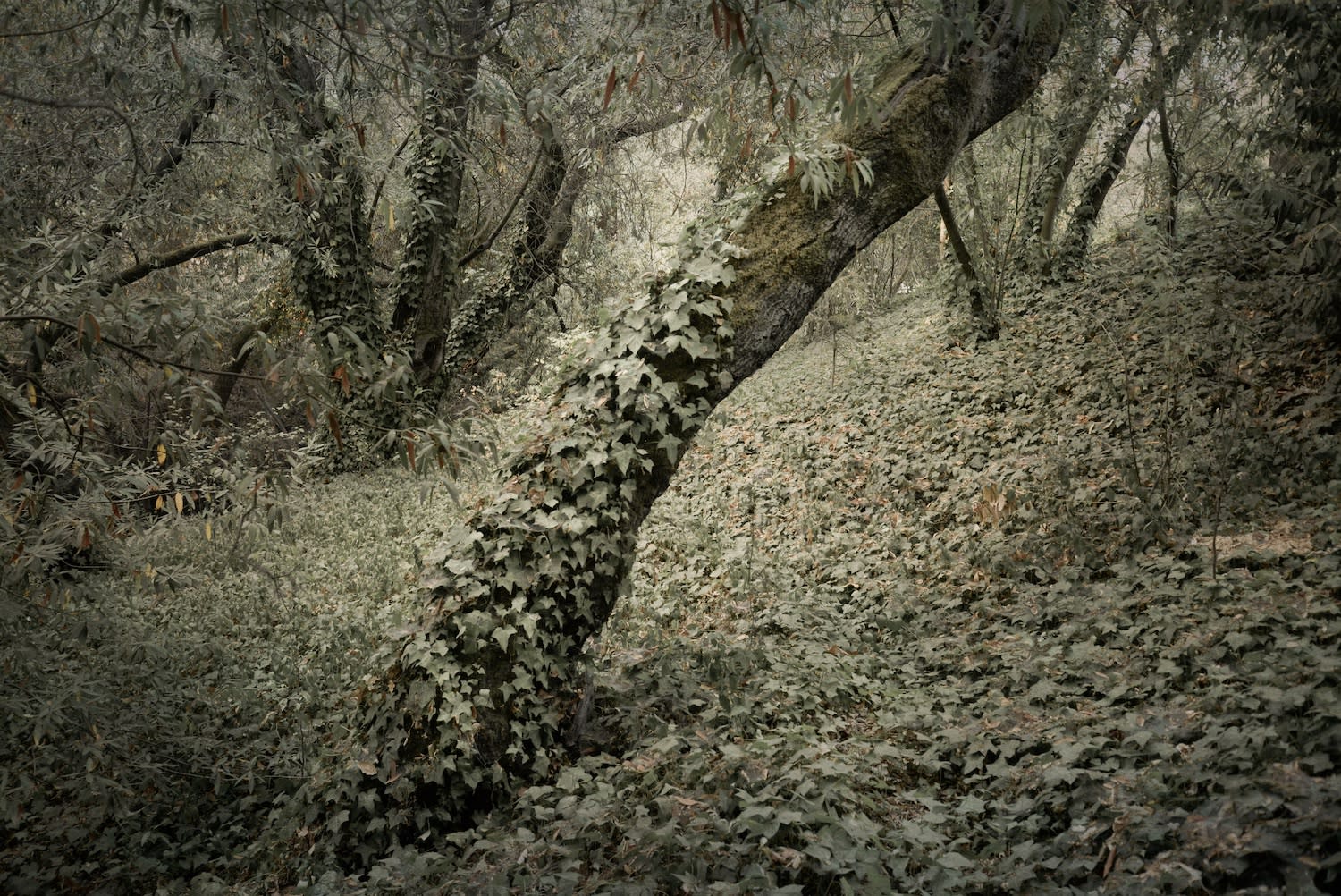 Kate Breakey, Ivy Covered Tree, Orinda, California, n.d.