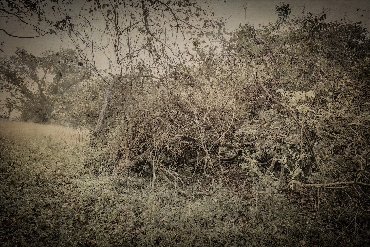 Kate Breakey, Plum Creek II Texas, n.d.