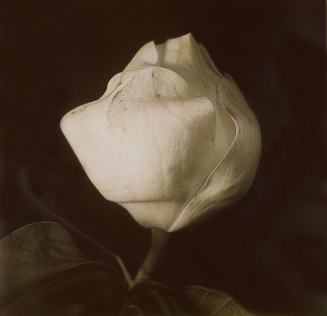 Kate Breakey, Magnolia, n.d.