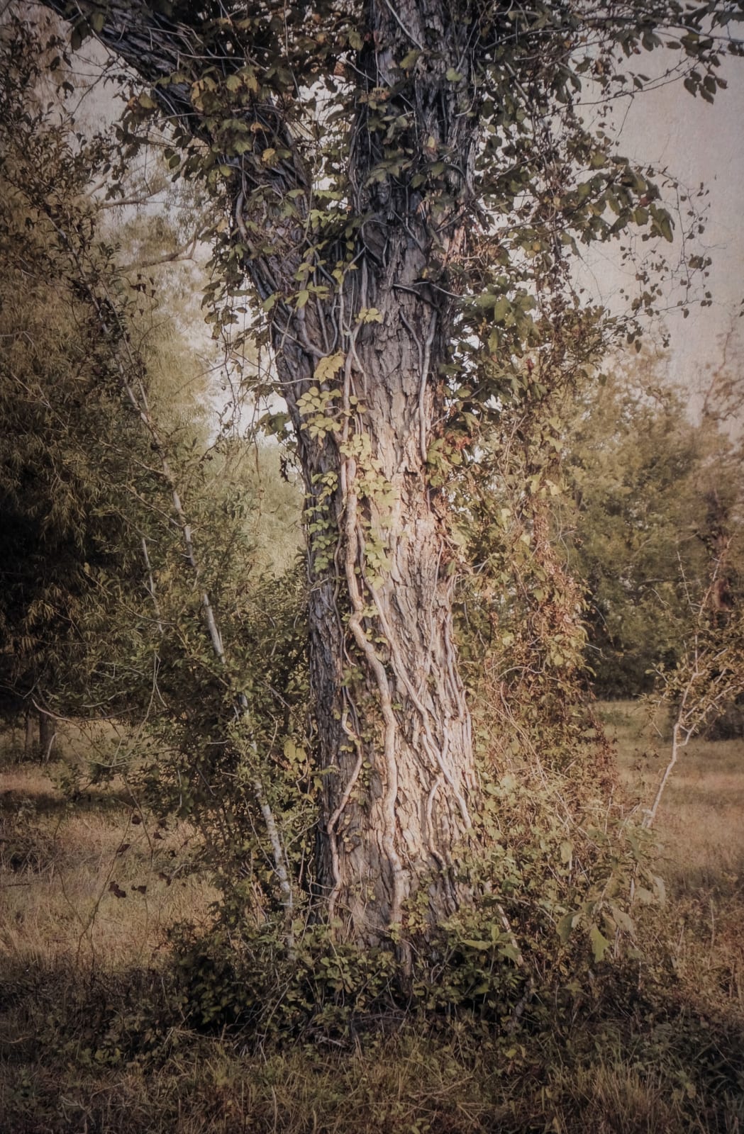 Kate Breakey, Tree with Virginia Creeper, Plum Creek, Texas, n.d.