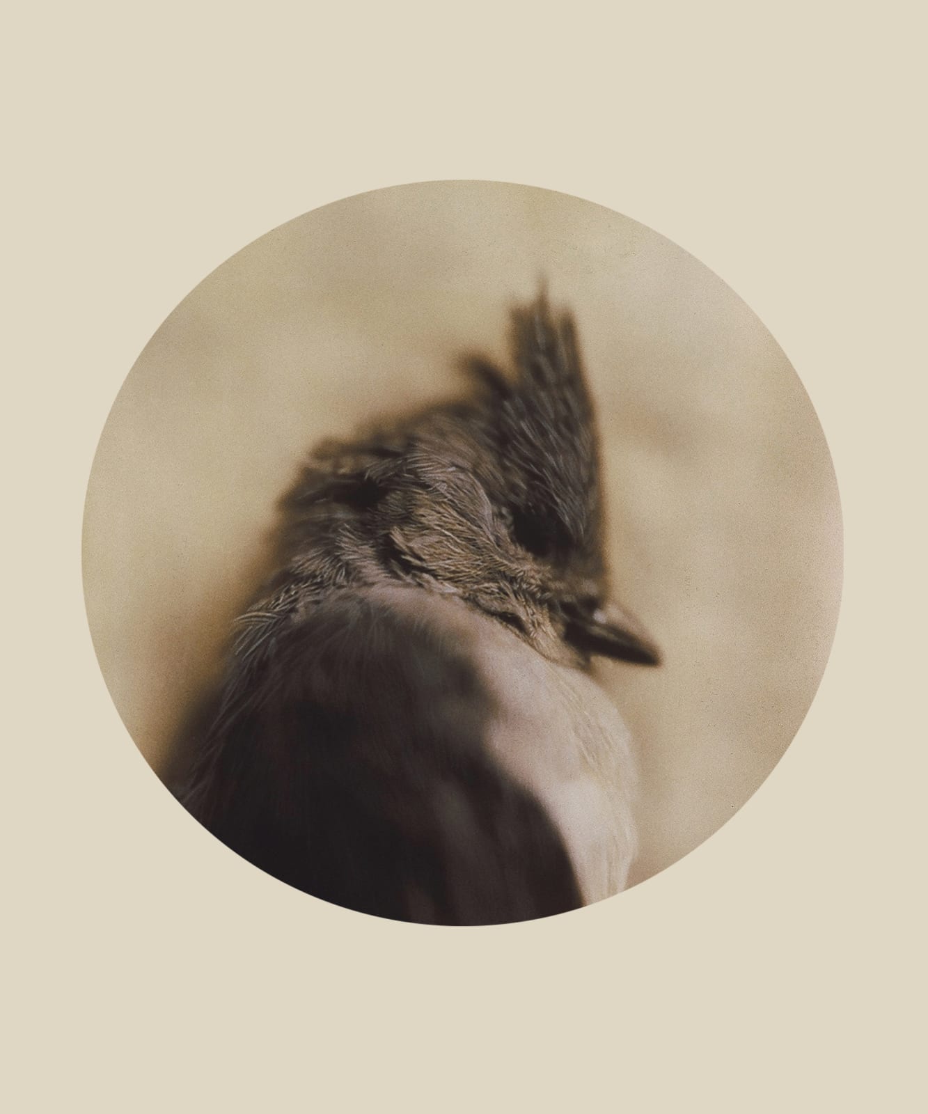 Kate Breakey, Tufted Titmouse, n.d.