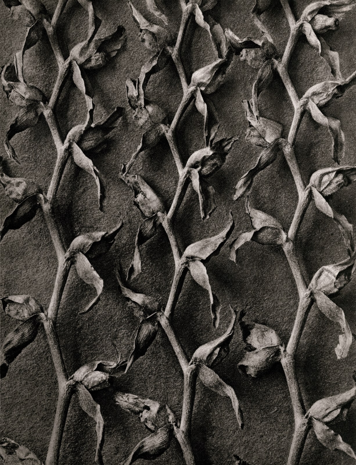 Karl Blossfeldt, Plate 54- Tritonia crocosmüflora (Iridacae), 1932