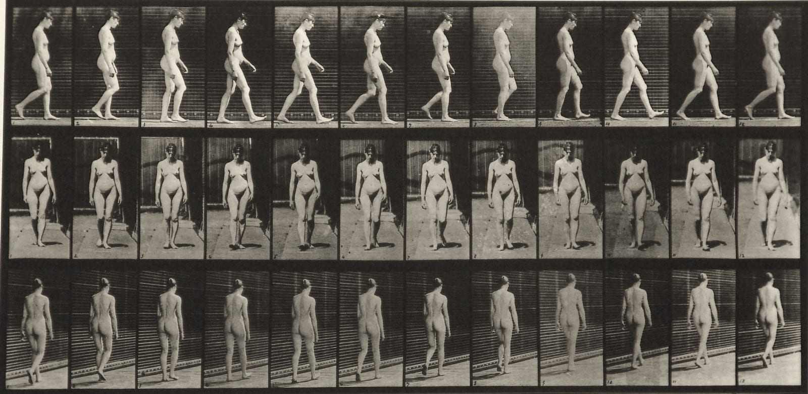 Eadweard Muybridge, Plate 13 from Animal Locomotion, c. 1887