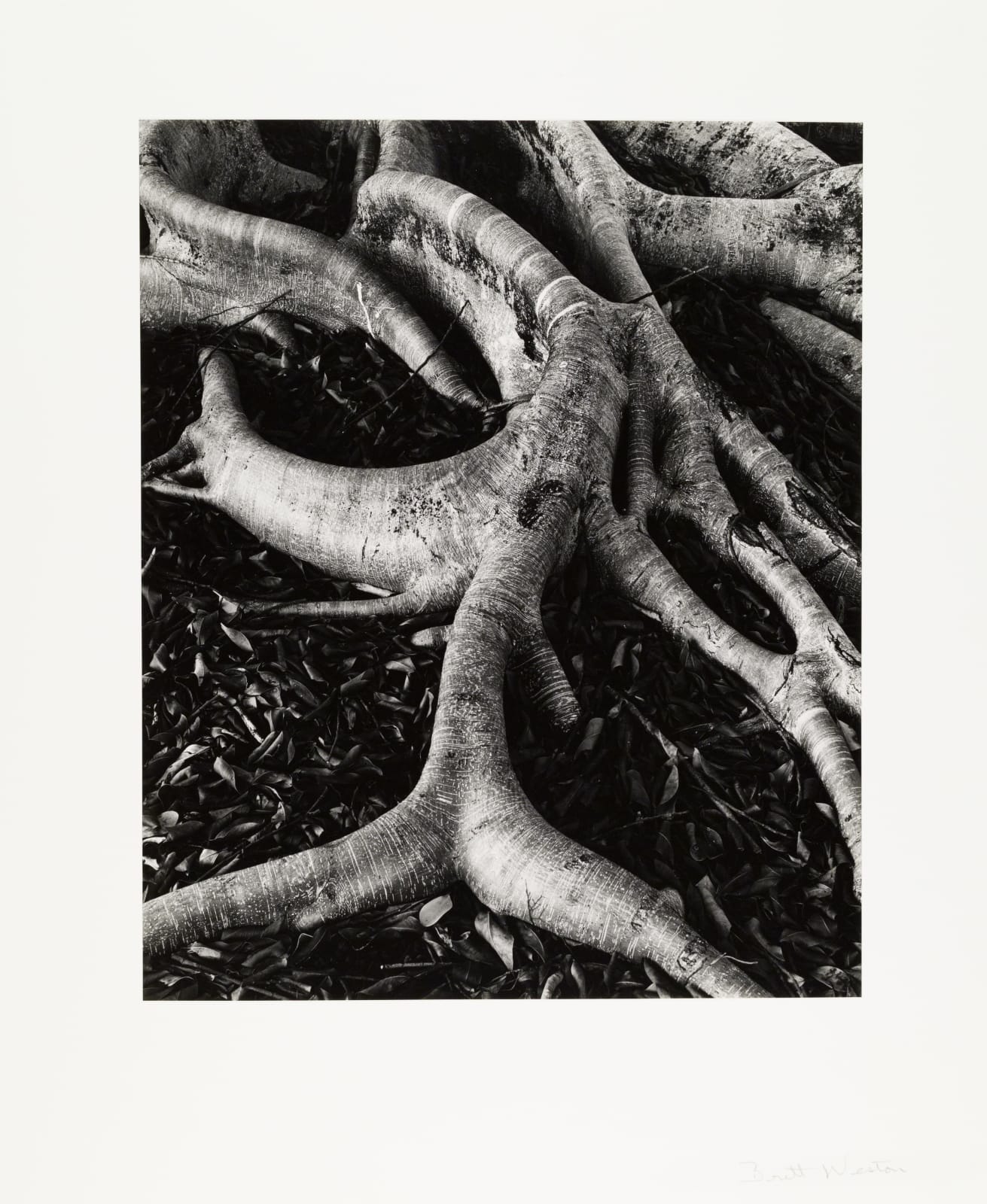 Brett Weston, Banyon Tree Roots, c. 1971
