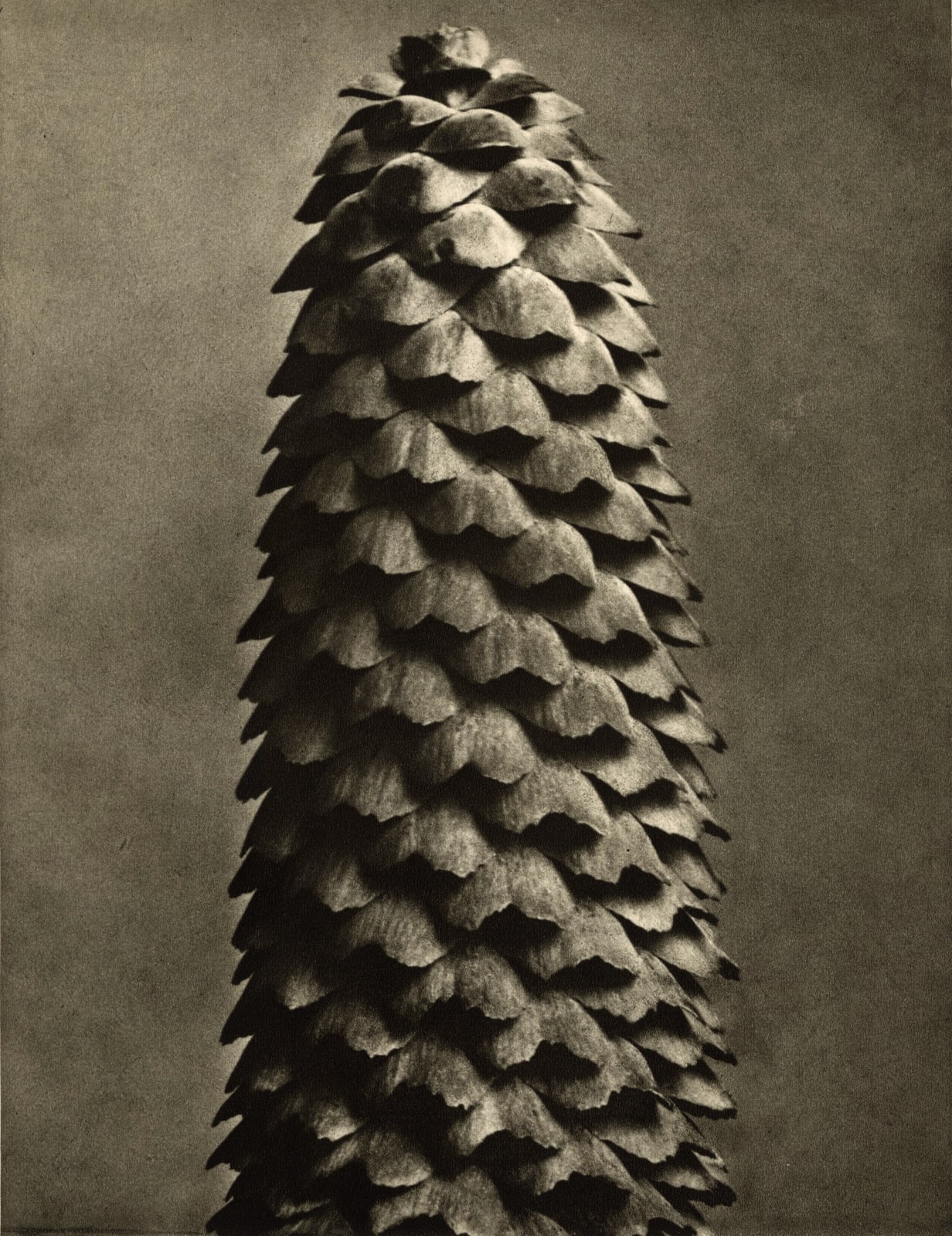 Karl Blossfeldt, Plate 119 - Picea excelsa, 1932