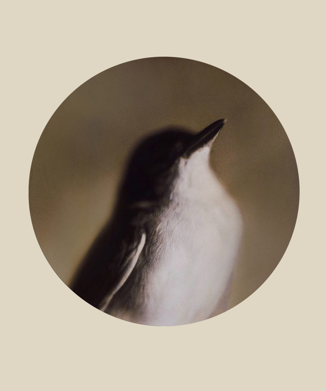 Kate Breakey, Common Yellowthroat Warbler, n.d.