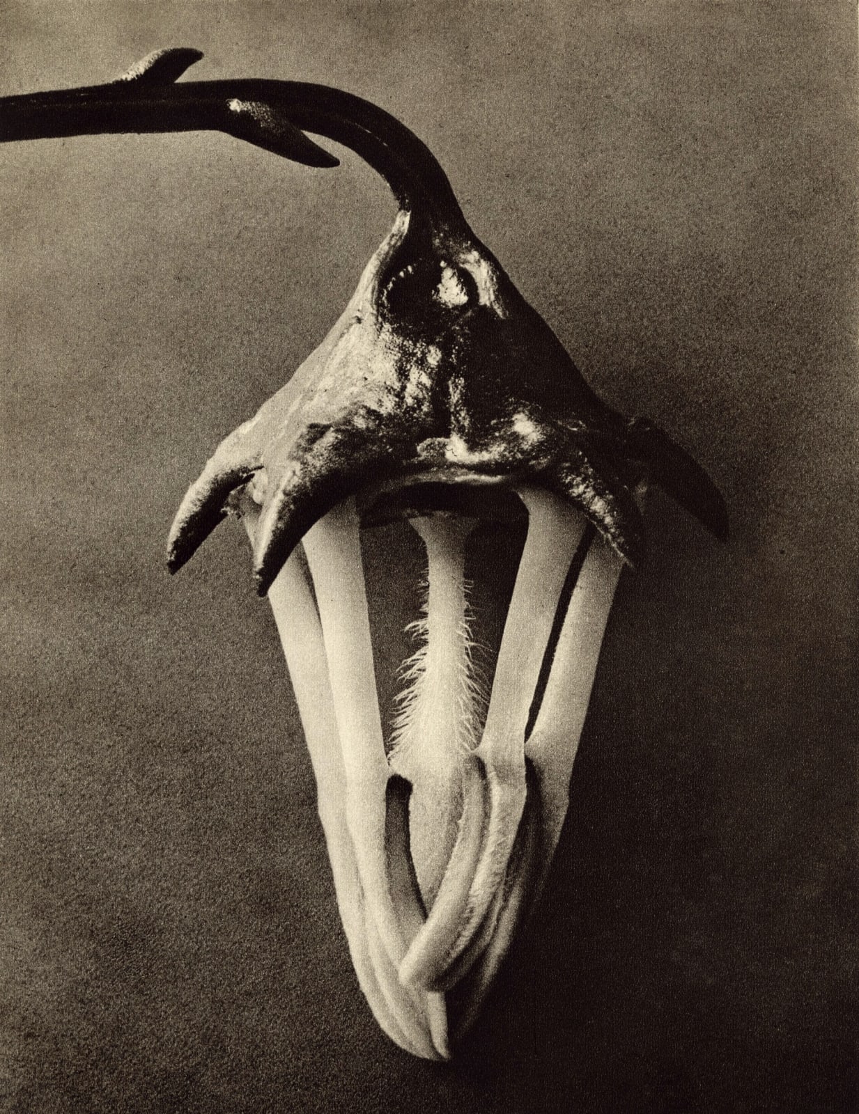 Karl Blossfeldt, Plate 90- Campanula vidalü, 1932