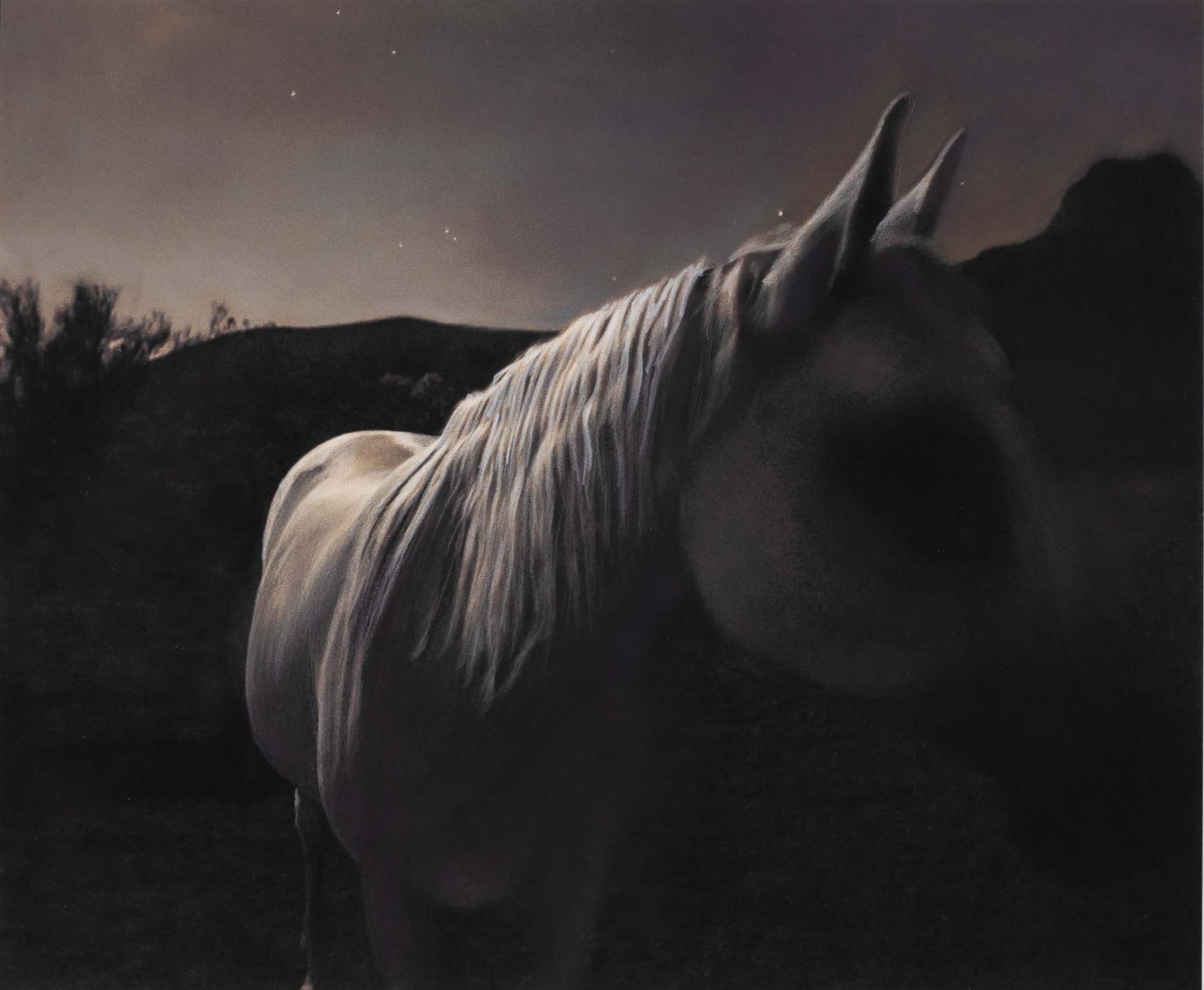 Kate Breakey, Horse in Moonlight, n.d.