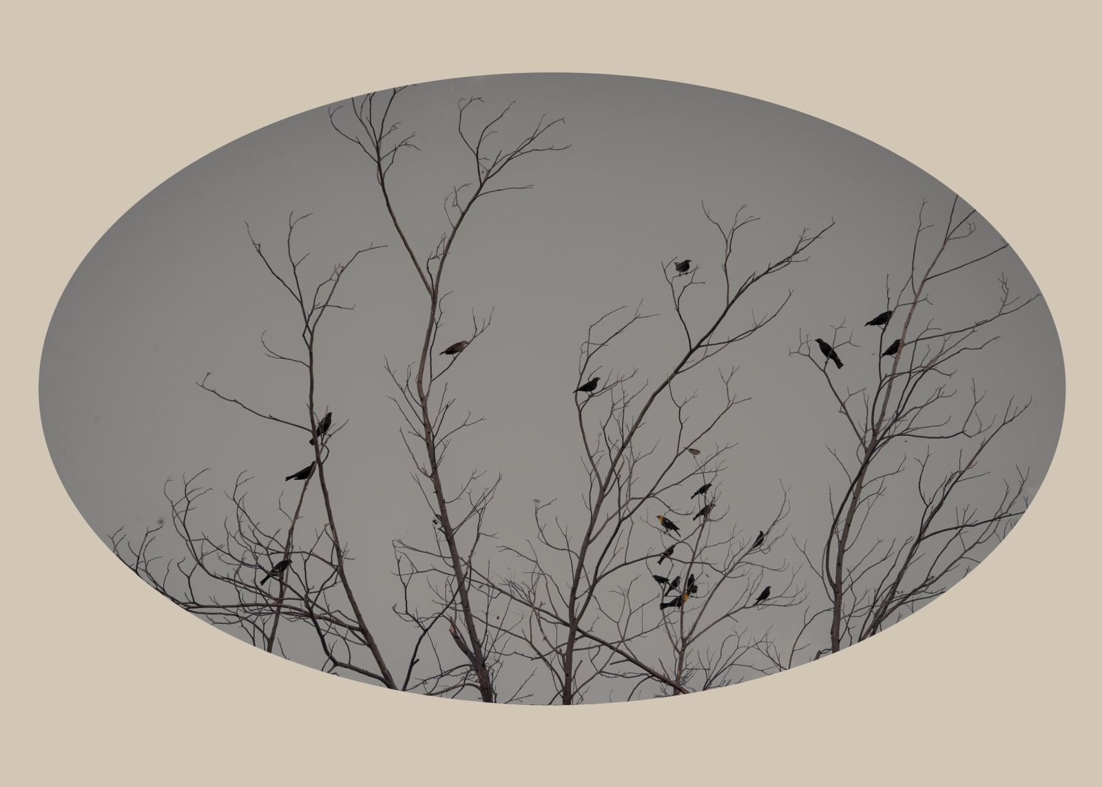 Kate Breakey, Twenty Two Birds in Bare Tree, New Mexico, n.d.