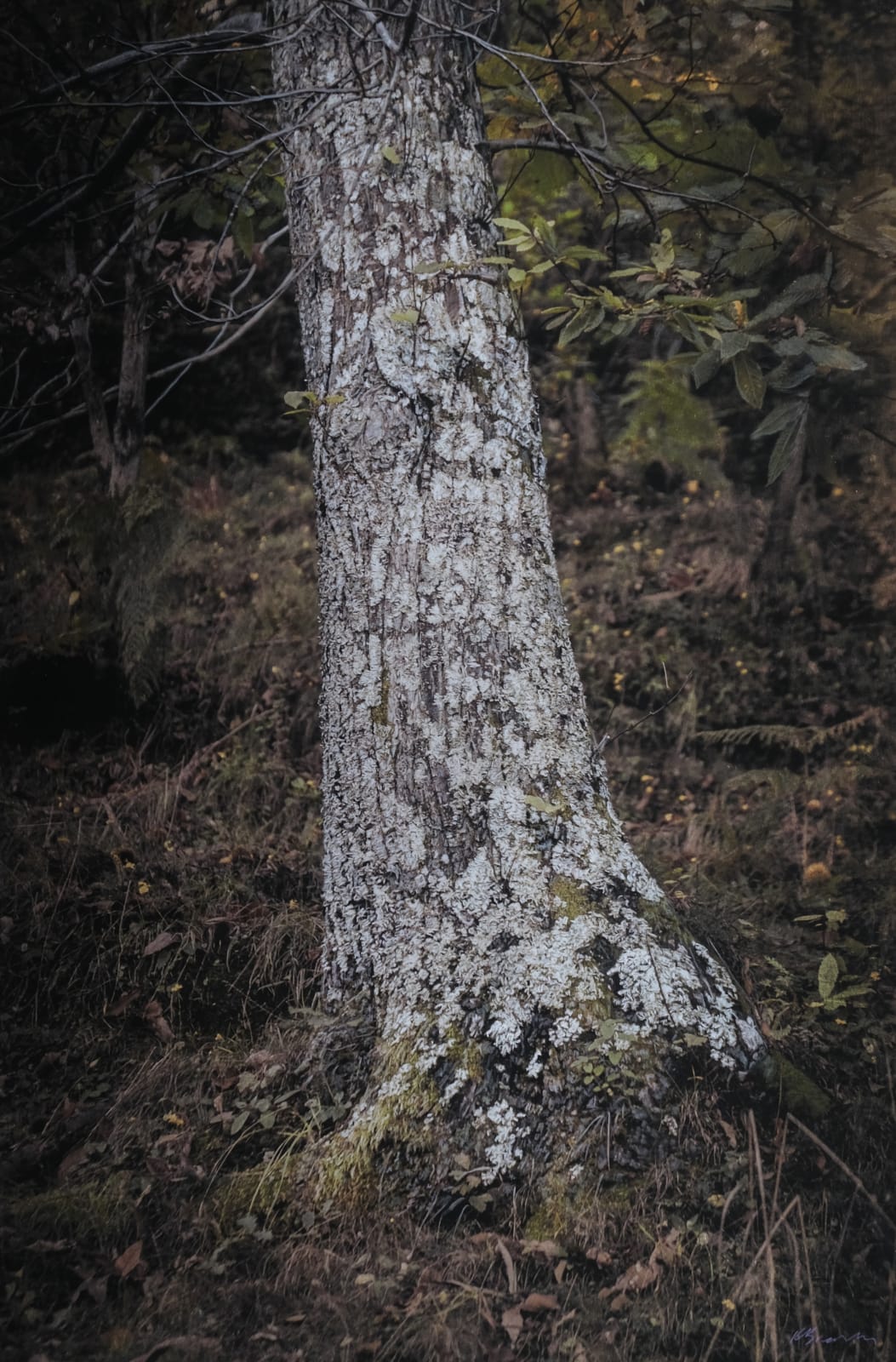 Kate Breakey, Chestnut Tree with Lichen, Tuscany, Italy, n.d.