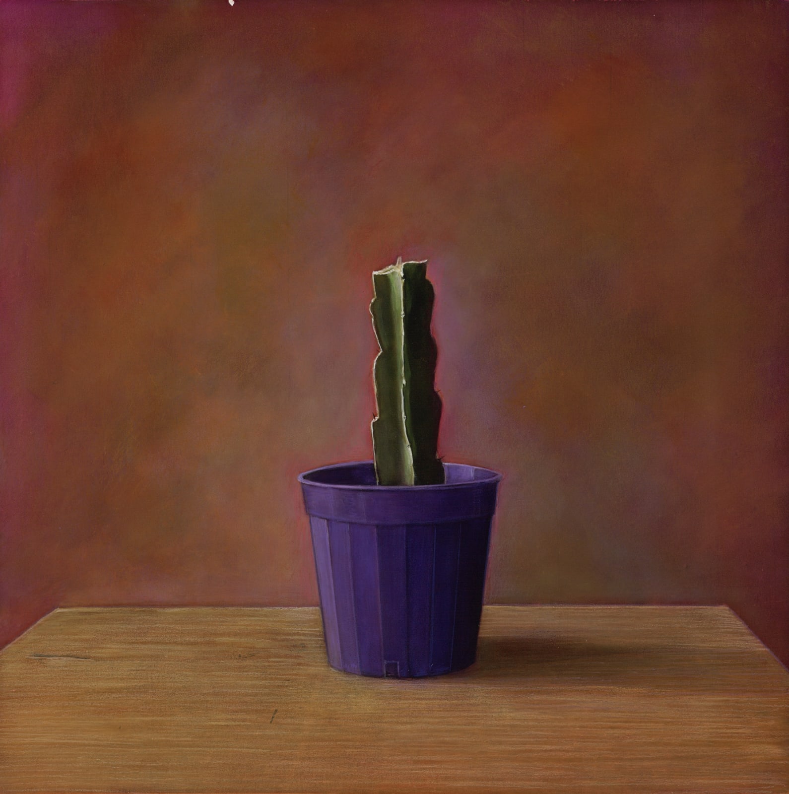 Kate Breakey, Cactus XXV, n.d.