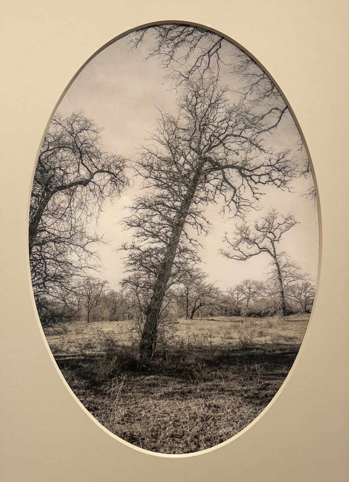 Kate Breakey, Leaning Tree, n.d.
