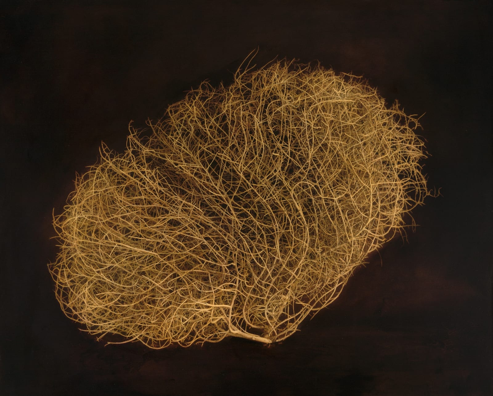 Kate Breakey, Tumbleweed, Avra Valley Road, Tucson, n.d.