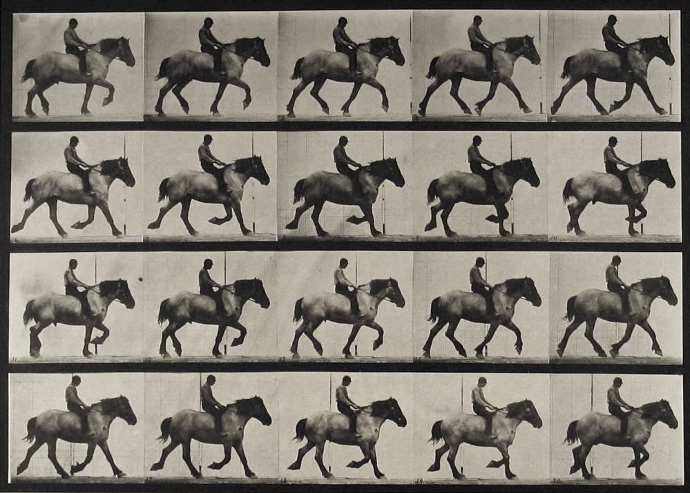 Eadweard Muybridge, Plate 597 from Animal Locomotion, c. 1887