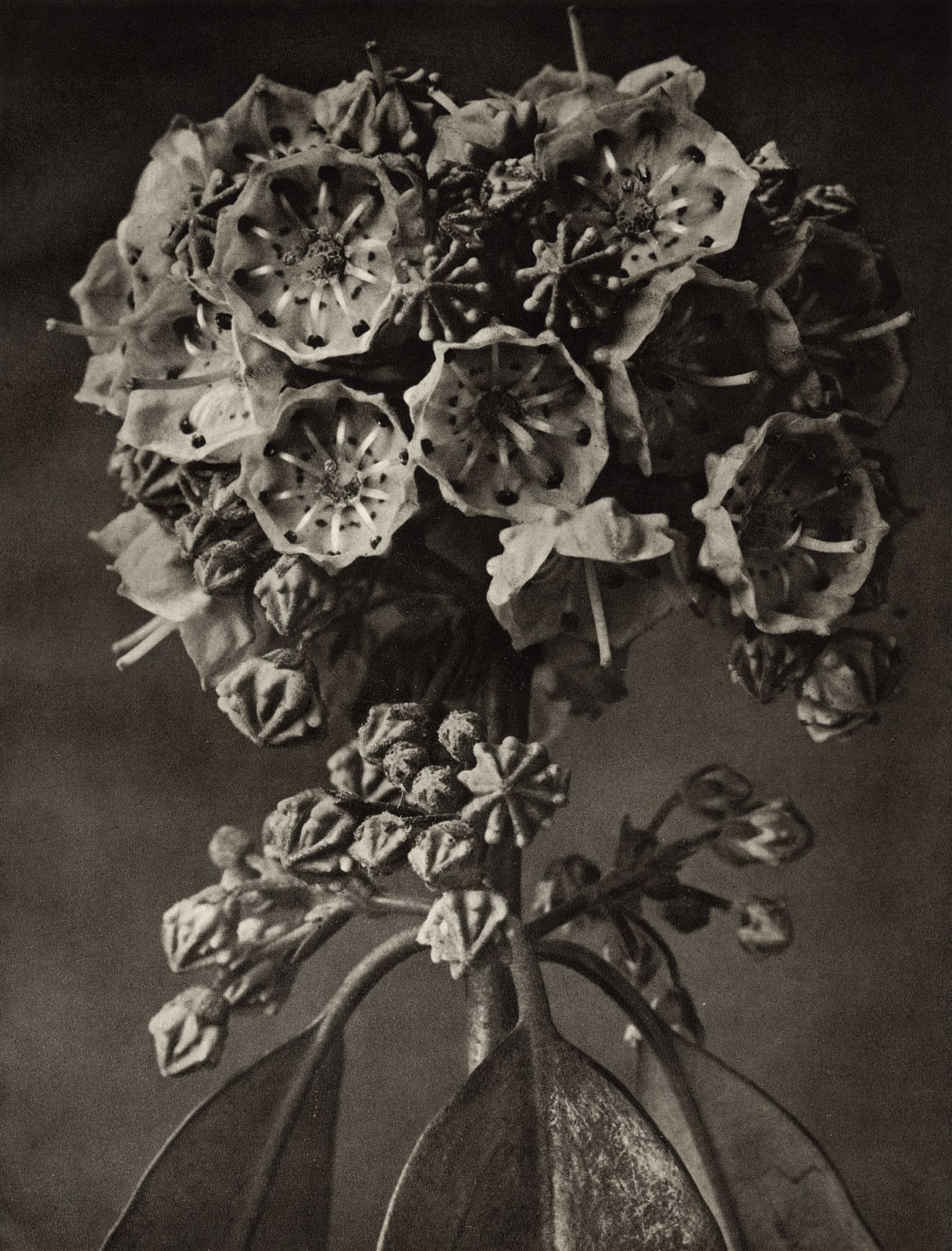 Karl Blossfeldt, Plate 29- Kalmia augustifolia (Ericacae), 1932