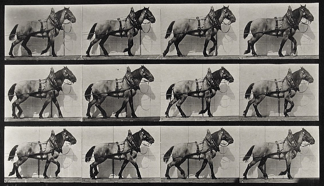 Eadweard Muybridge, Plate 567 from Animal Locomotion, c. 1887