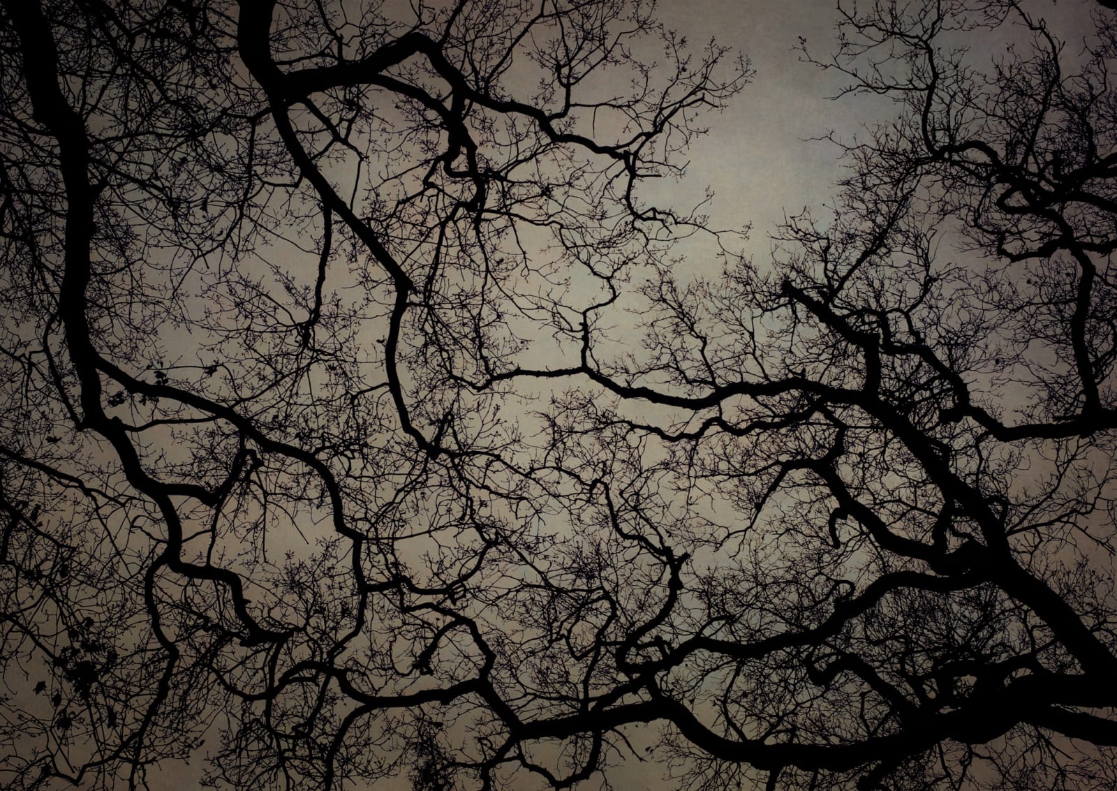 Kate Breakey, Trees, London, n.d.