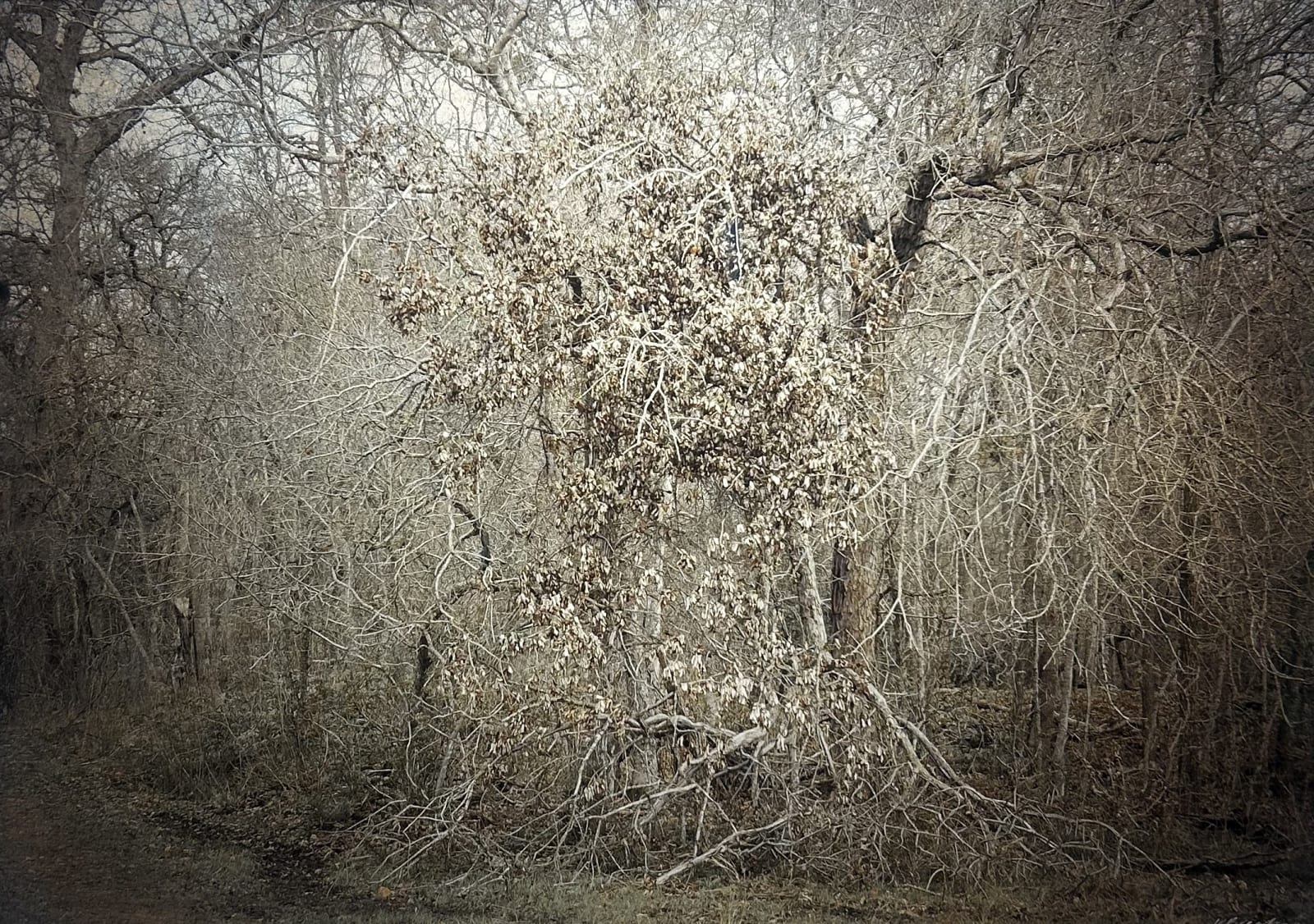 Kate Breakey, Dead Leaves, Plum Creek, Texas, n.d.