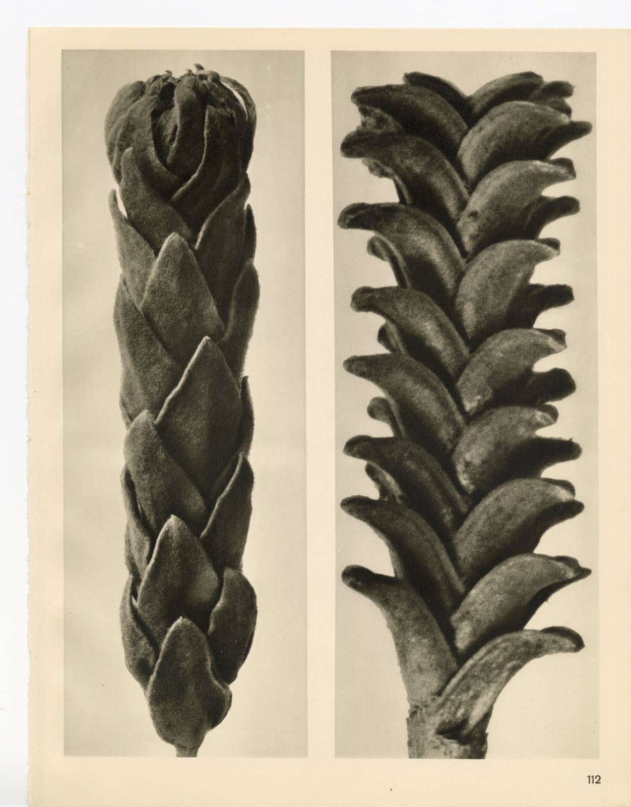 Karl Blossfeldt, Plate 112, 1932