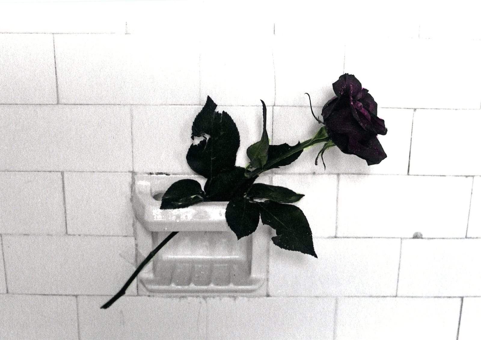 A rose is a rose is a rose N.Y. 1981., (June, 2022)